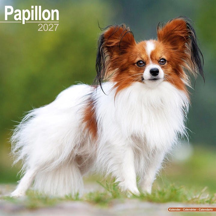 Papillon Calendar 2027, Wall Calendars, Month To View, Dogs, Gift