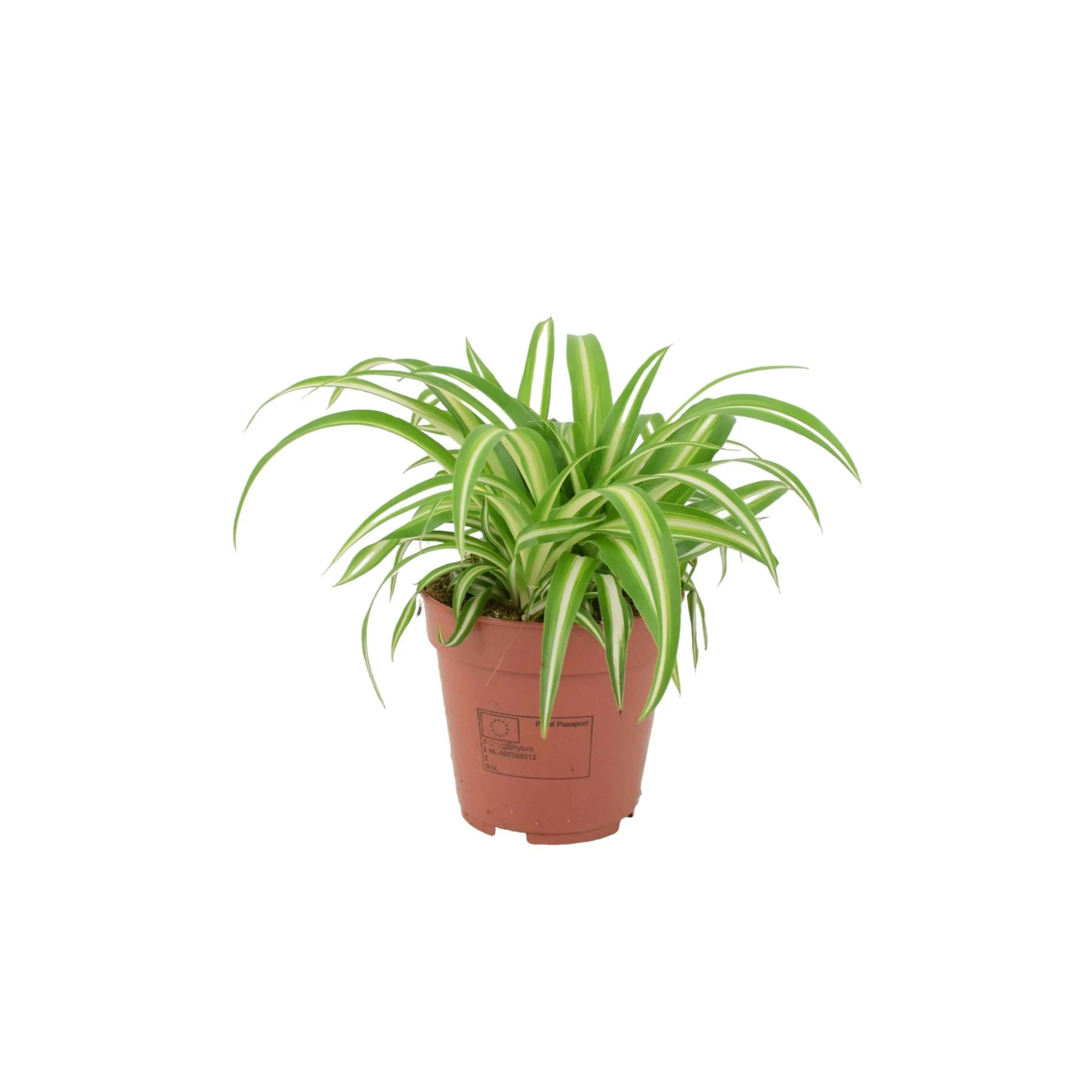 Plants By Post Green/White/Cream Chlorophytum Spider Plant 12Cm - Air Purifying Hanging Basket Plant - No Container