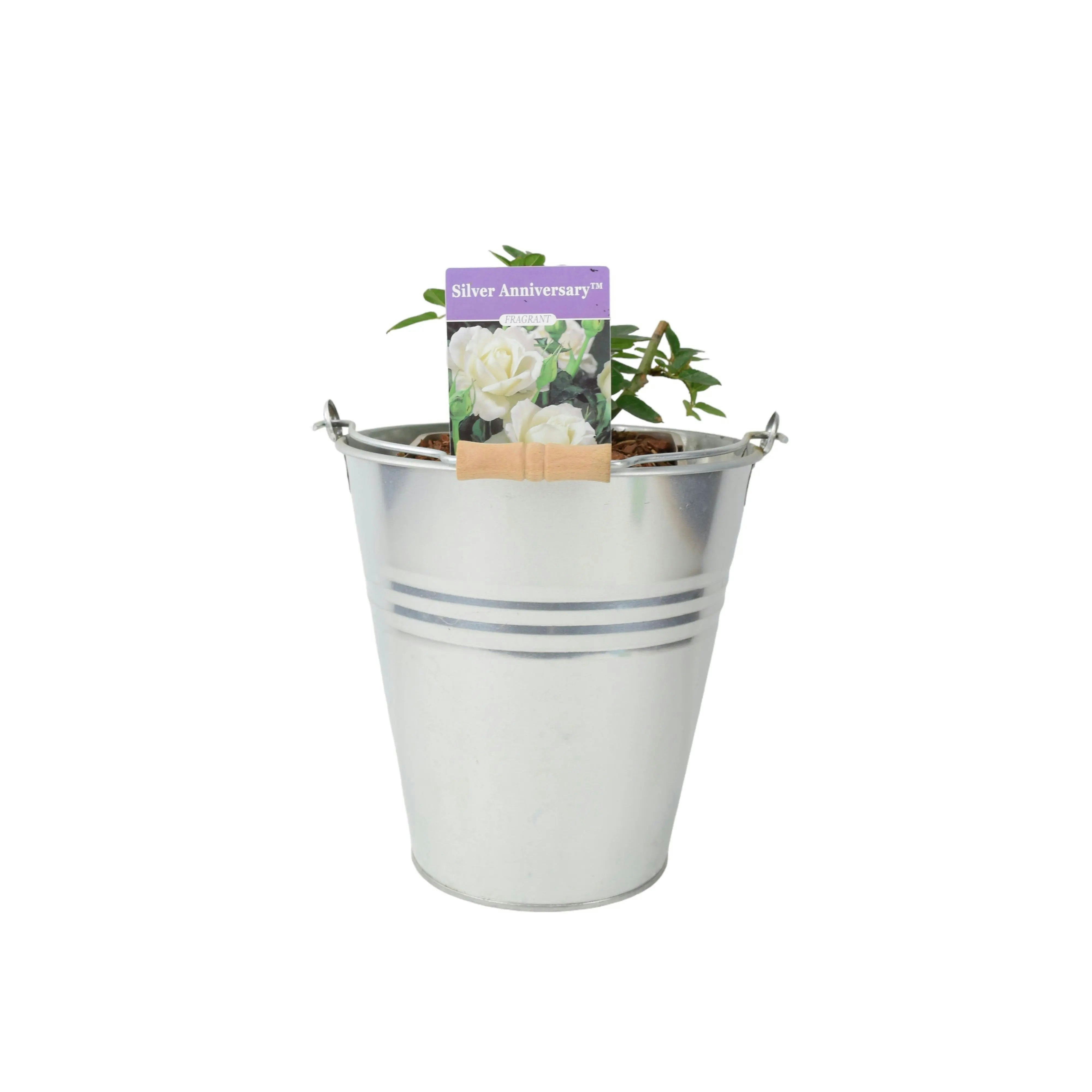 Plants By Post Silver/White Anniversary Rose - Fragrant Hybrid Tea Rose In 5.5L Pot - Metal Zinc Pail