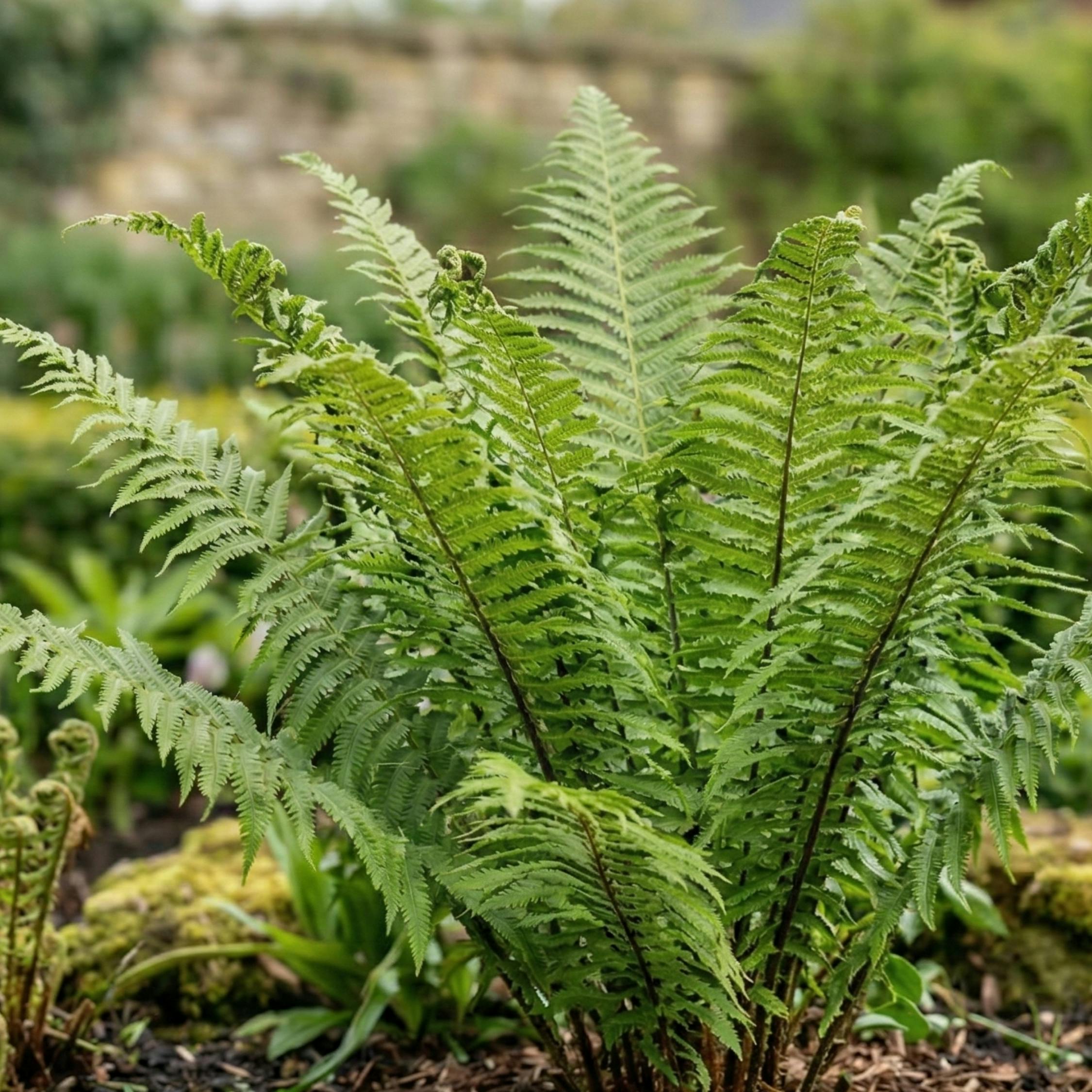 Dark/Green Korean Rock Fern Ever Shade Perennial Plant 2L Pot