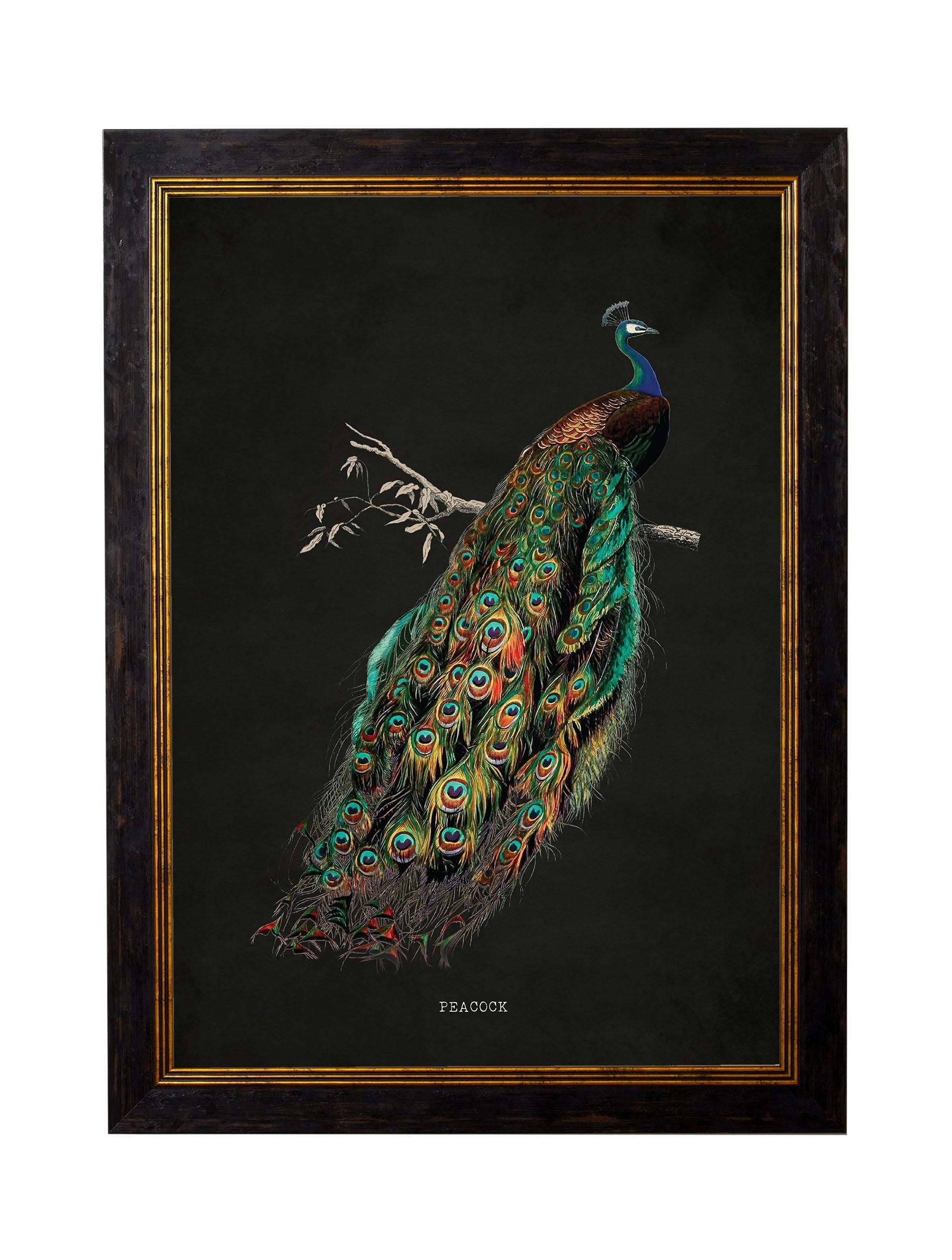 Exceptional Art Dark/Black C.1847 Peacocks - 50 X 70Cm - Right Facing Peacock