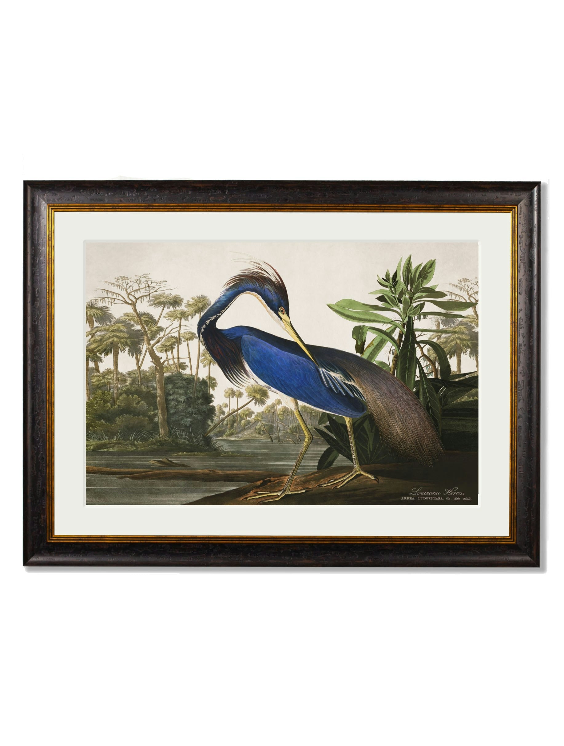 Rackhams C.1838 Audubon's Herons - 95 X 135Cm - Mount - Louisiana Heron