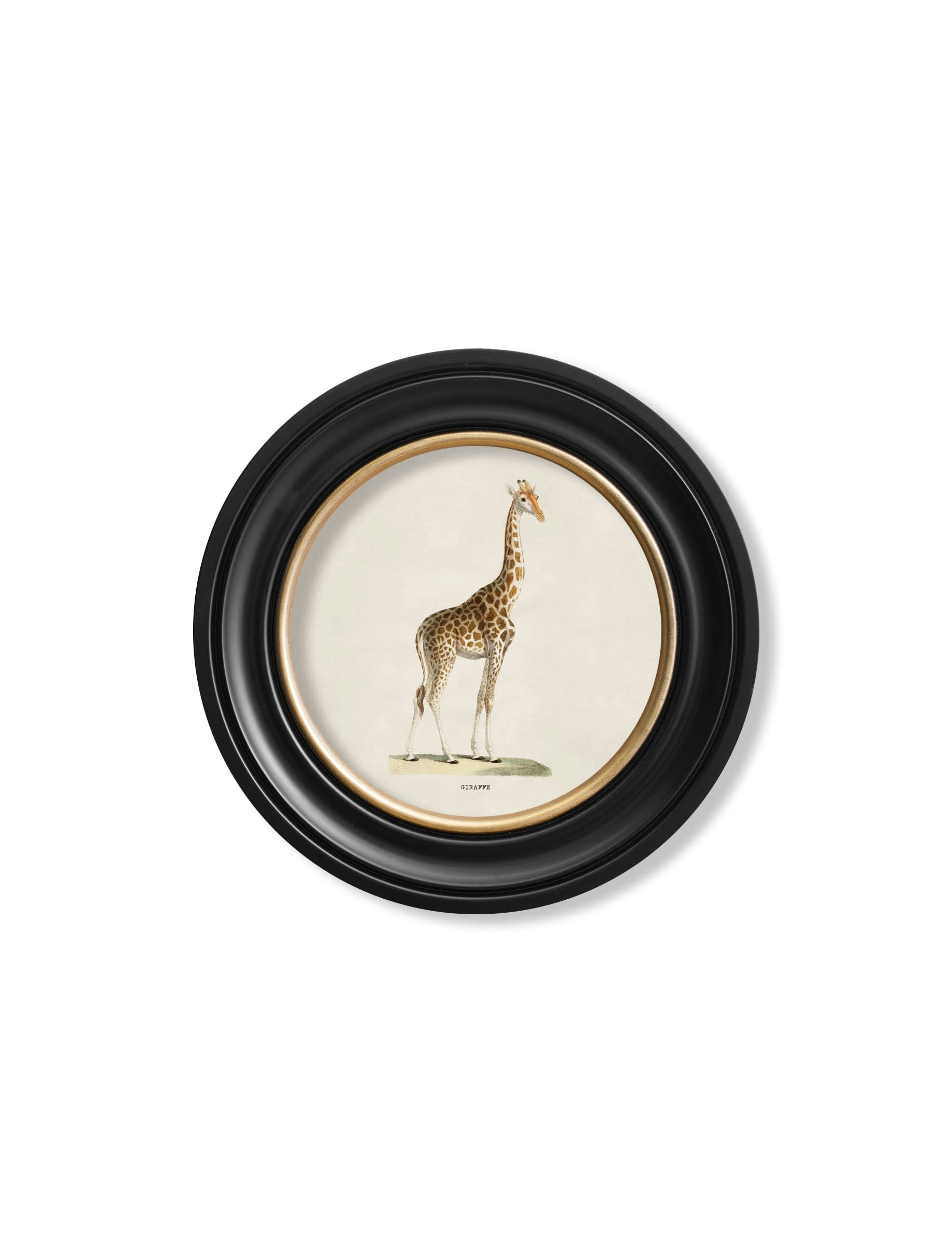 Rackhams C.1836 Giraffe - Round Frame - 44 X 44Cm - Oxford Round