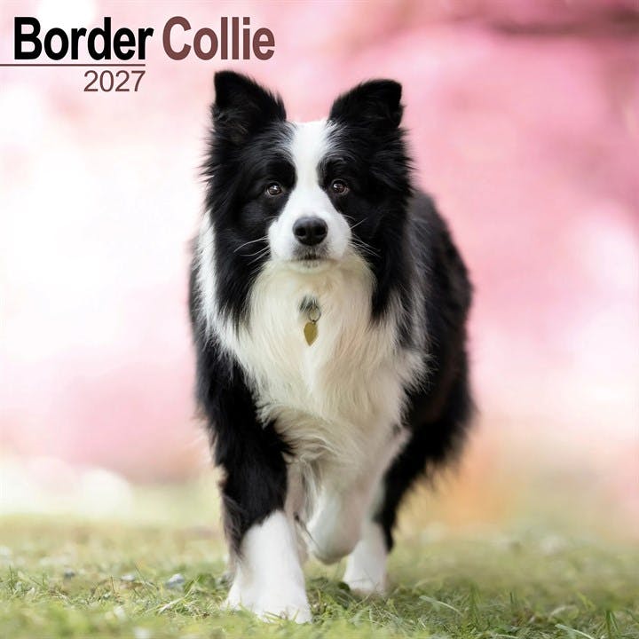 Border Collie - Image 7