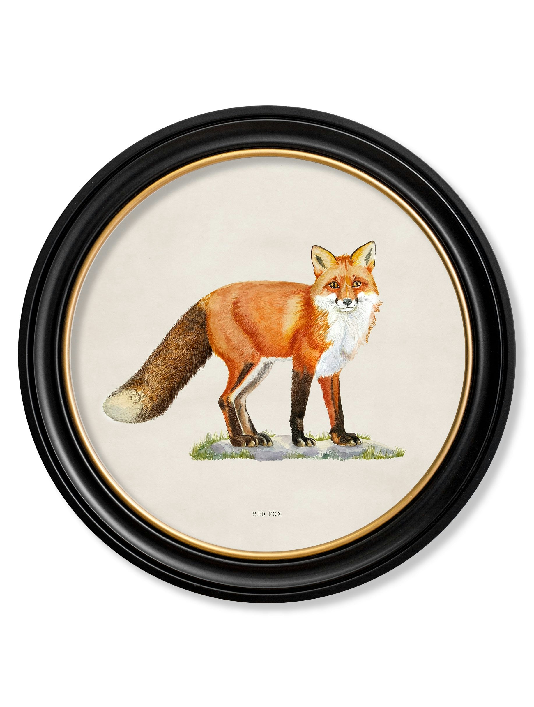 Rackhams Red Fox - Round Frame - 70 X 70Cm - Oxford Round