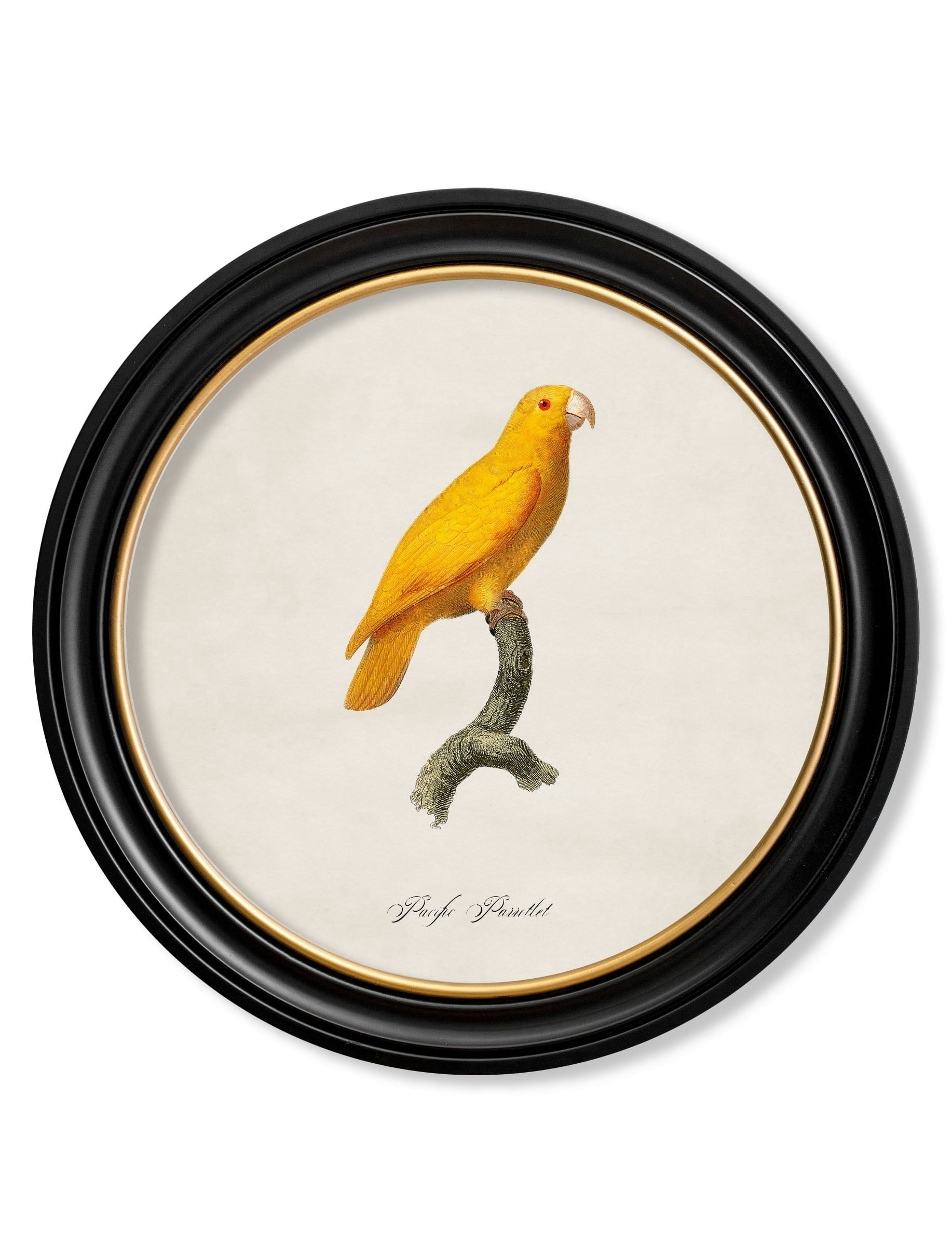 Rackhams Black C.1800's Collection Of Parrots In Round Frames 2 - 70 X 70Cm - Pacific Parrotlet
