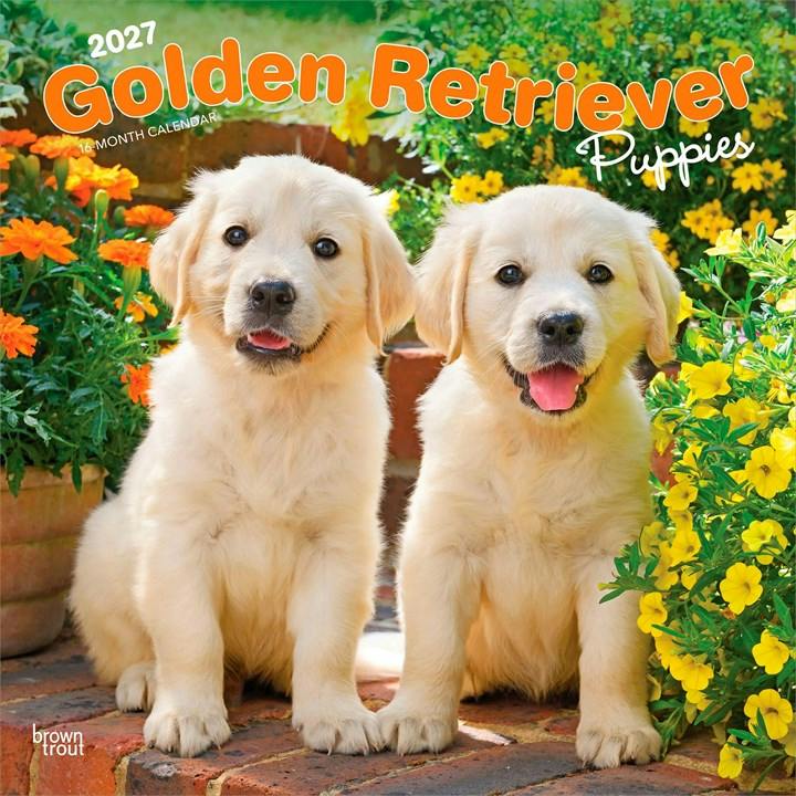 Golden Retriever Puppies 2027 Square Flap by Browntrout (Calendar) - Image 6