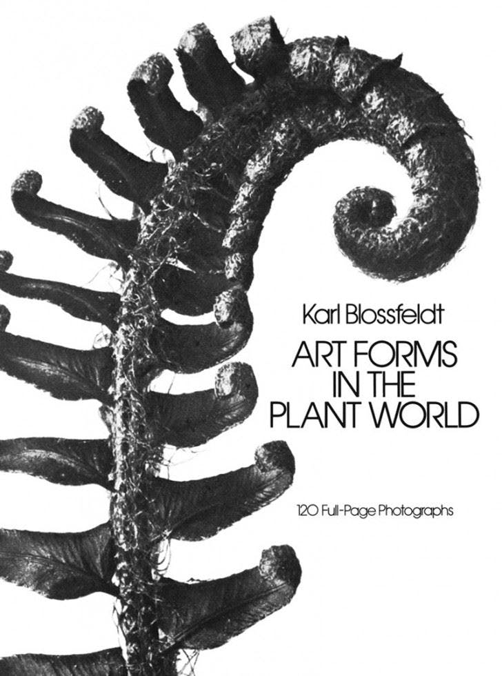Art Forms In The Plant World Karl Blossfeldt - Image 9
