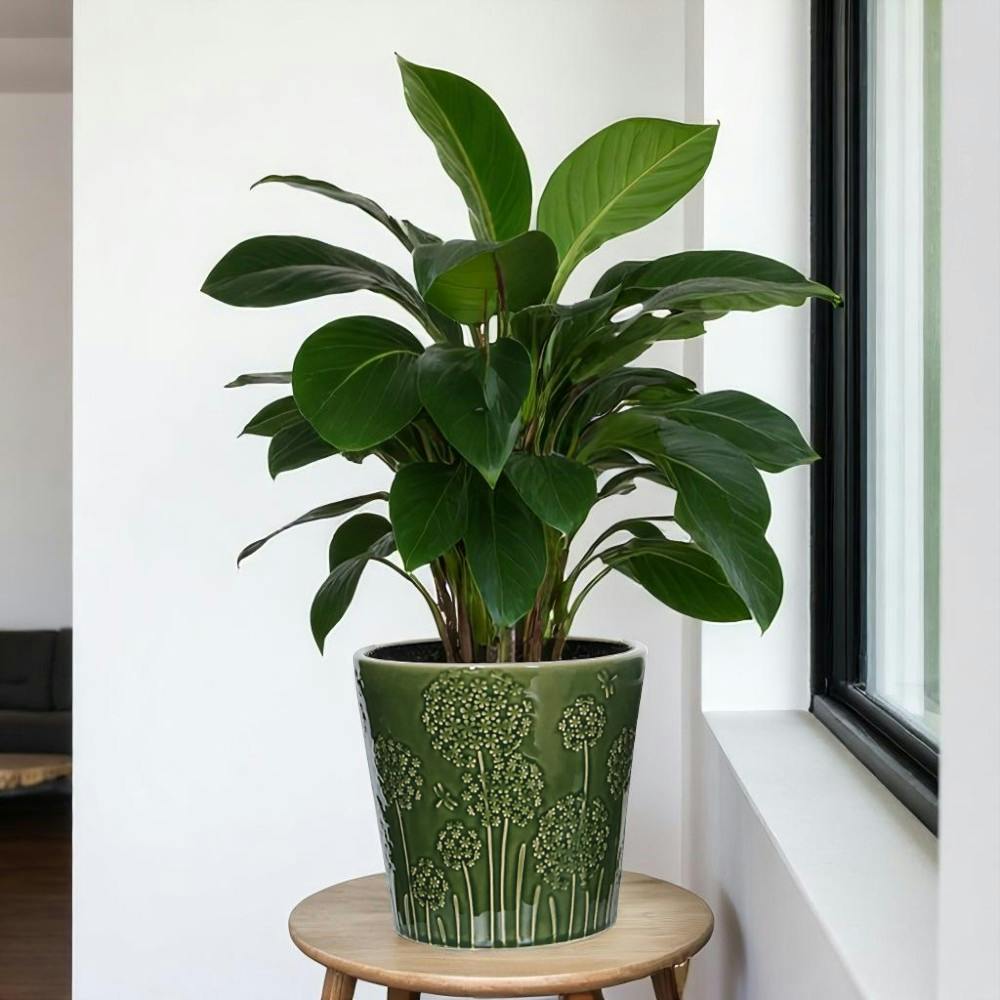 Rackhams Green Lithgow Ceramic Plant Pot H19 X W20.5cm - Ceramic - Planter