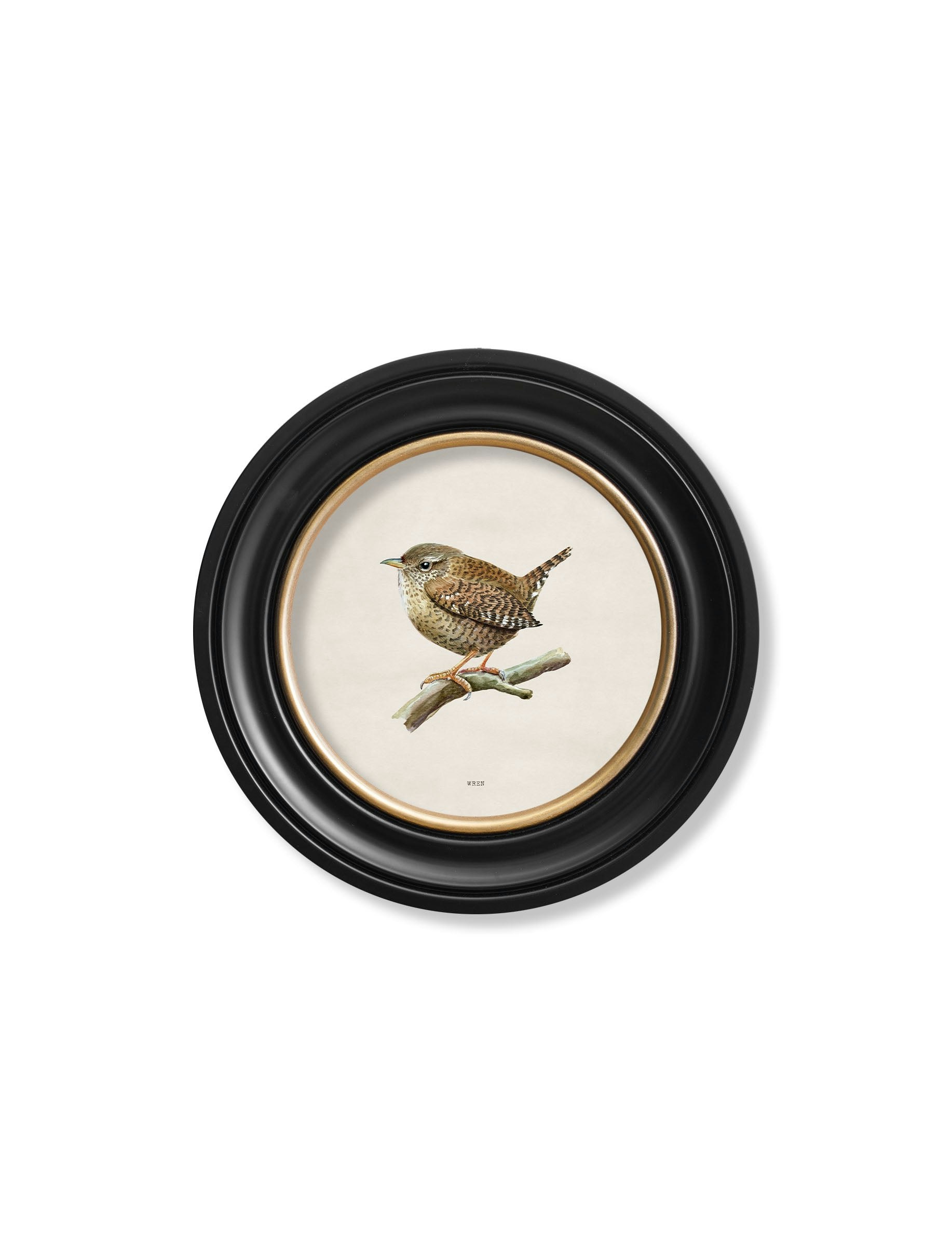Rackhams Wren In Round Frame - 44 X 44 Cm - Oxford Round