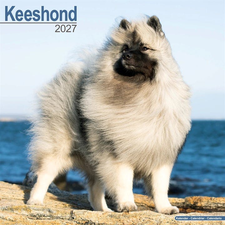 Keeshond - Image 6