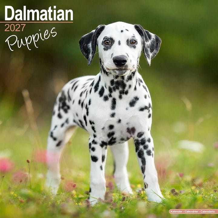 Dalmatian Puppies Avonside Publishing - Image 5