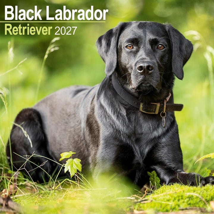 Rackhams Black Labrador Retriever Calendar 2027, Wall Calendars, Month To View, Dogs, Gift - Image 6