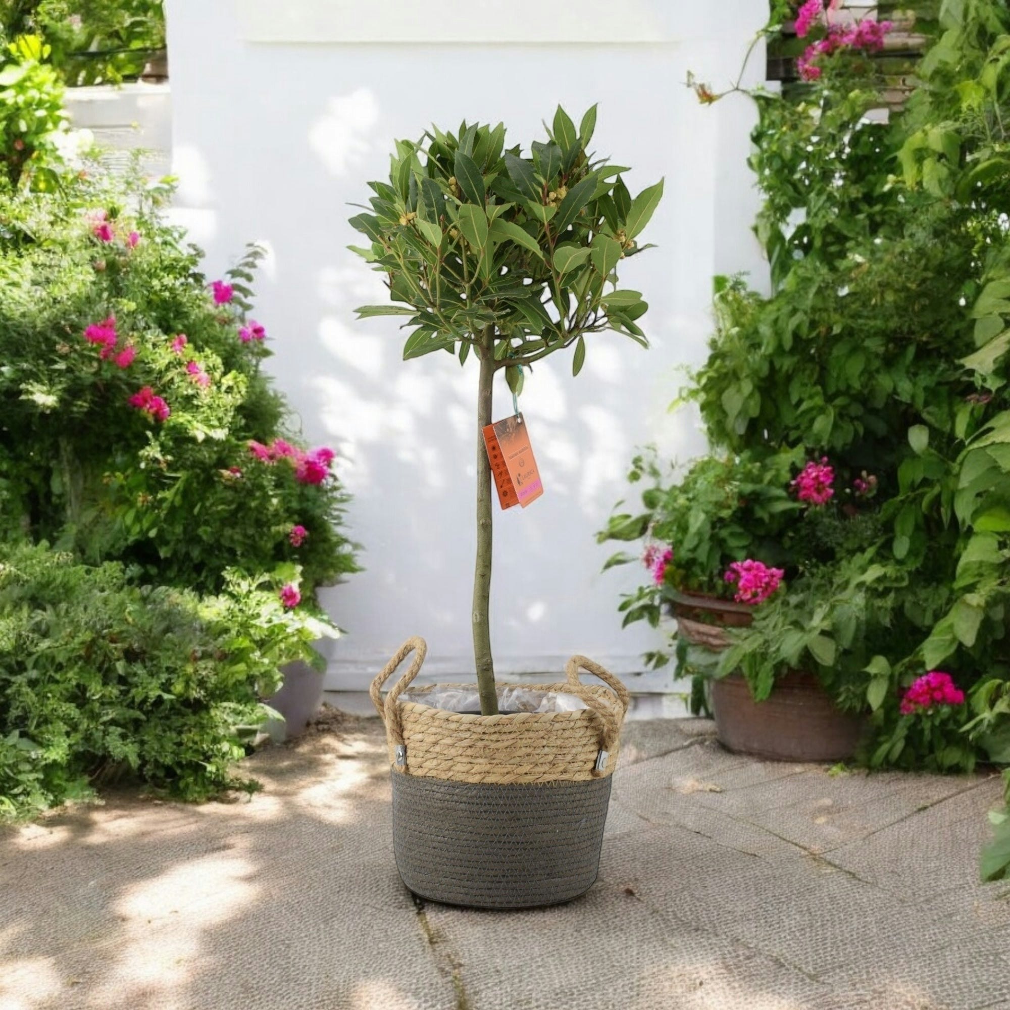 Plants By Post Dark/Green Bay Tree Standard – 90Cm Tall Hardy Ever Laurus Nobilis For Pots & Borders - Basket Two Tone