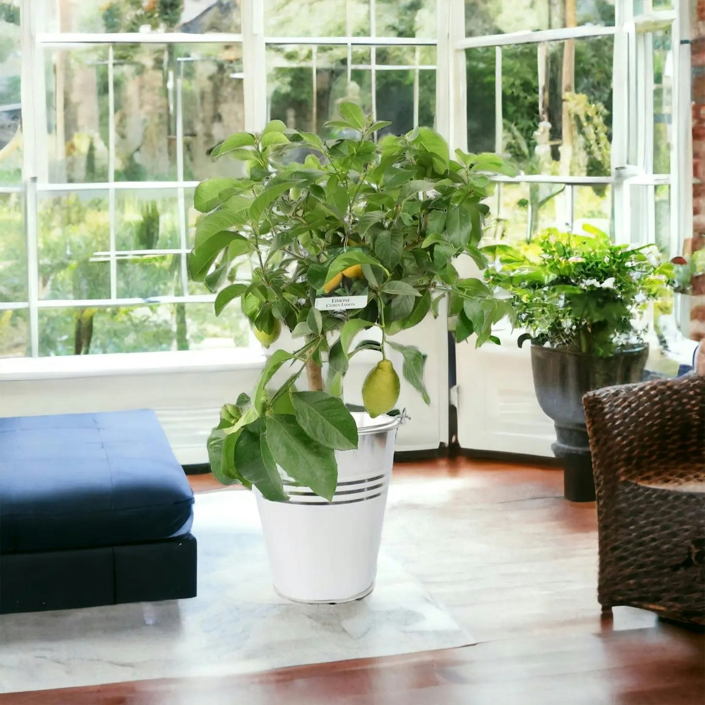 Plants By Post White Citrus Lemon Tree In 19Cm Pot – Indoor Outdoor Fruit Tree For Uk Gardens - Metal Zinc Pail