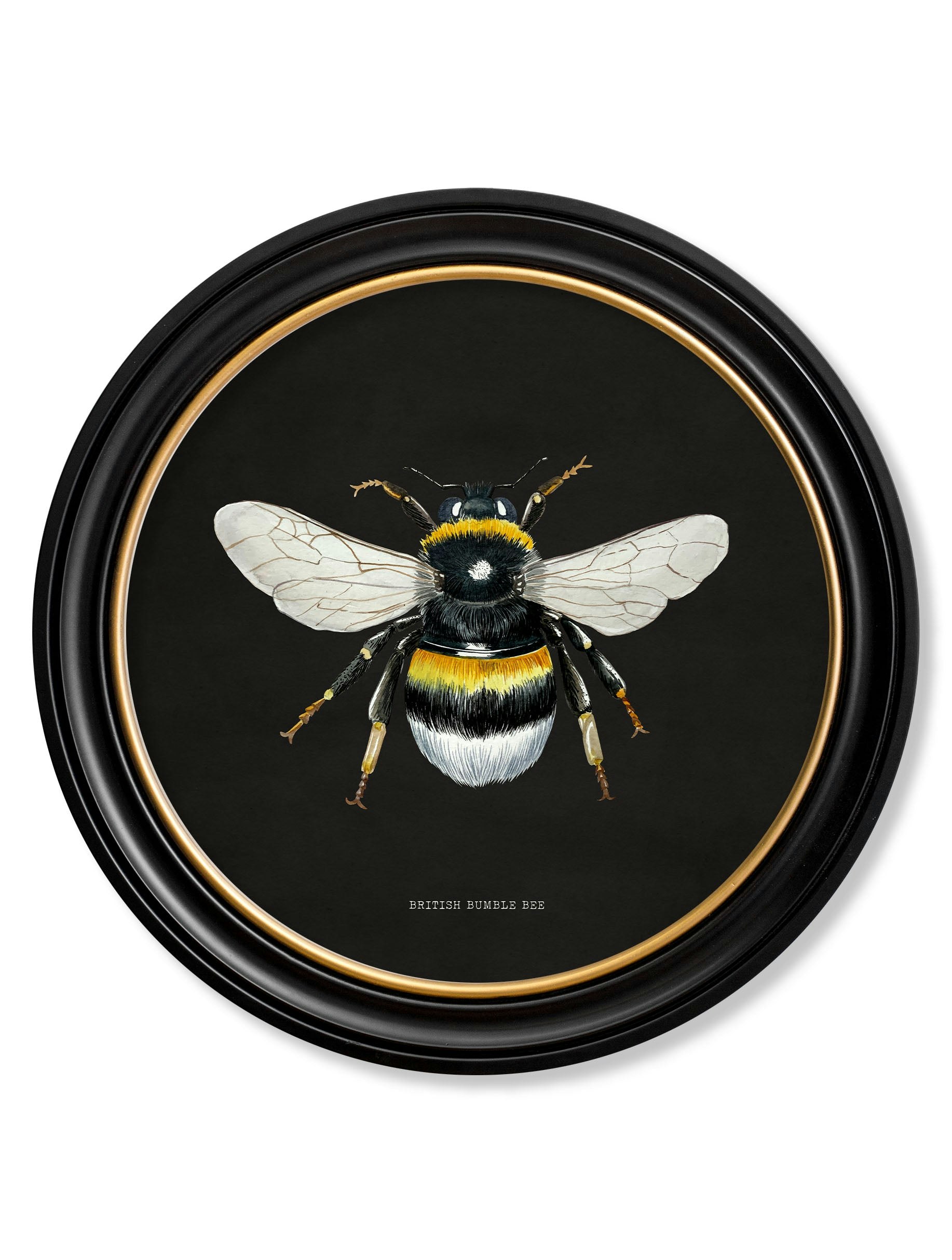 Exceptional Art Dark/Black C892 British Bees Round Frame - 70 X 70Cm - British Bumble Bee