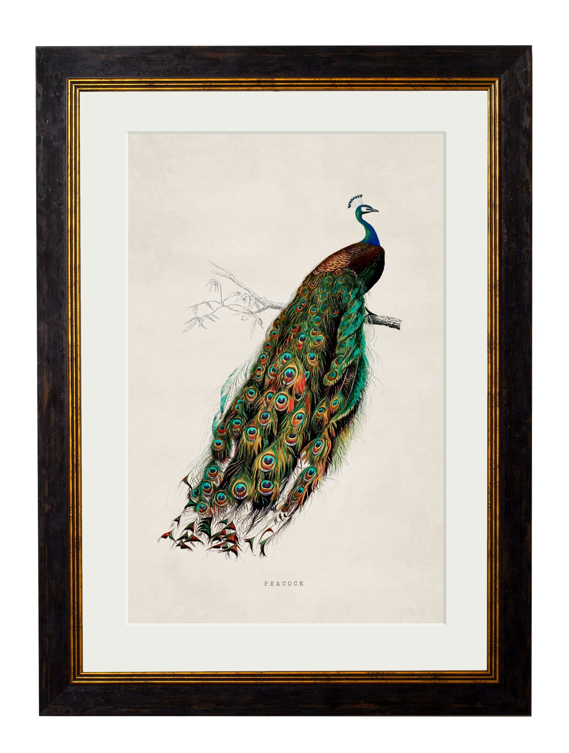 Exceptional Art Turquoise/Blue C.1847 Peacock - 50 X 70Cm - Oxford Slim