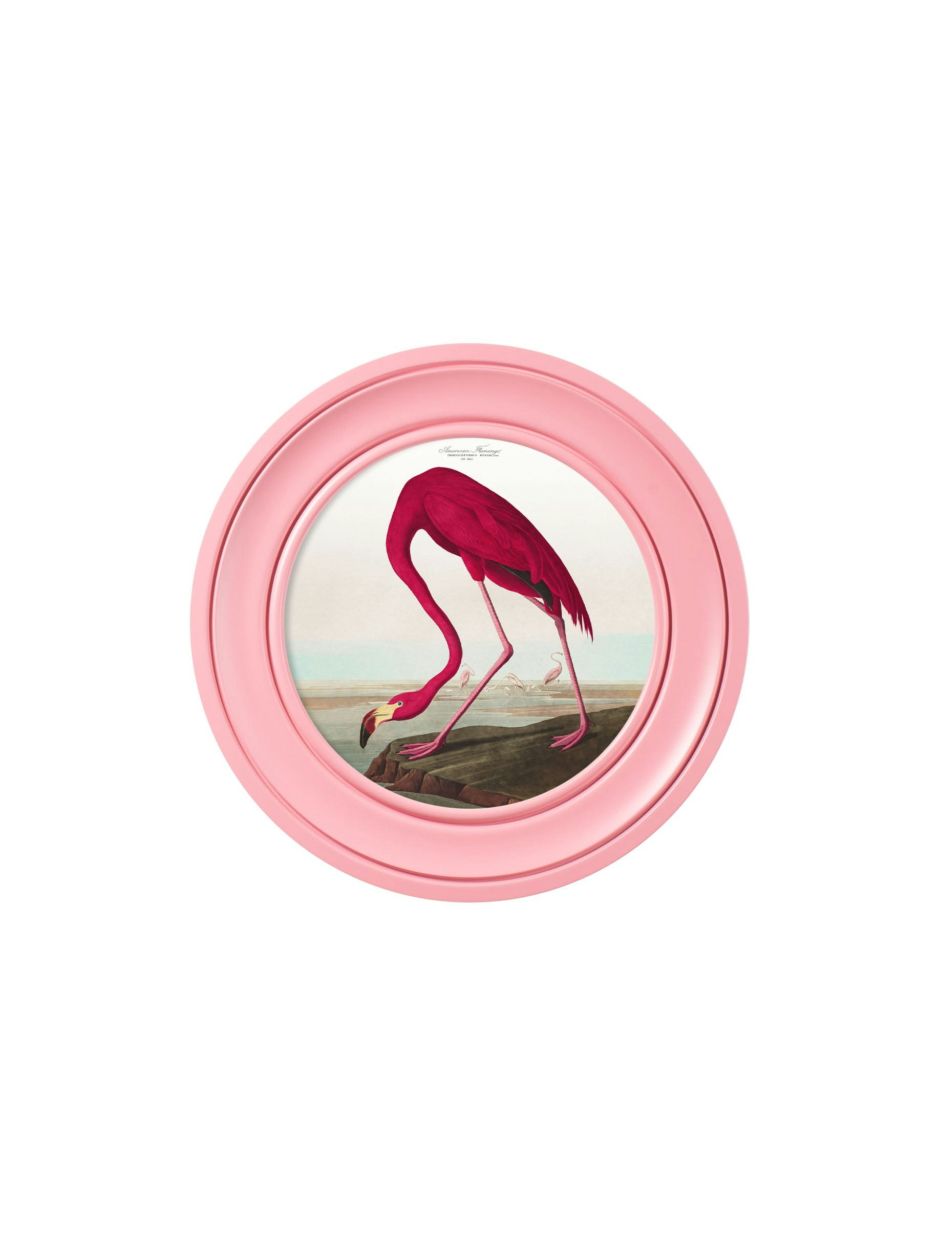 Rackhams Pink C.1838 Audubon's Flamingo In Frame - 44 X 44Cm - Oxford Round