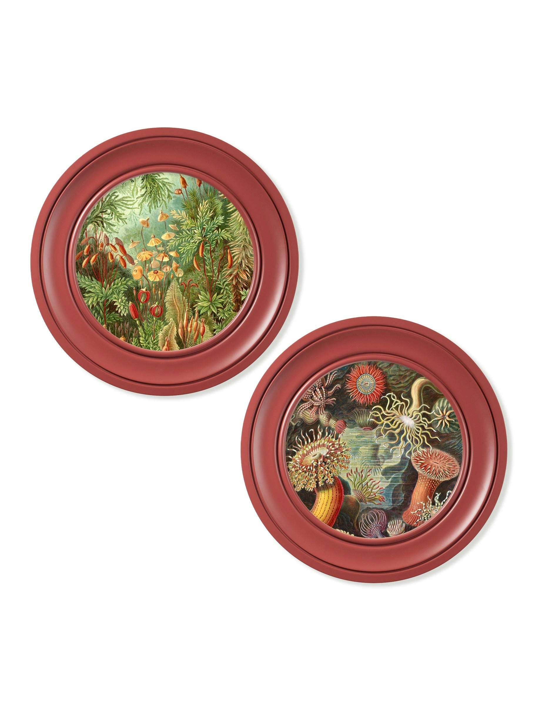 Rackhams Red C.1904 Haeckel Flora And Fauna - Round Frames - 44 X 44 Cm - Collection Of 2