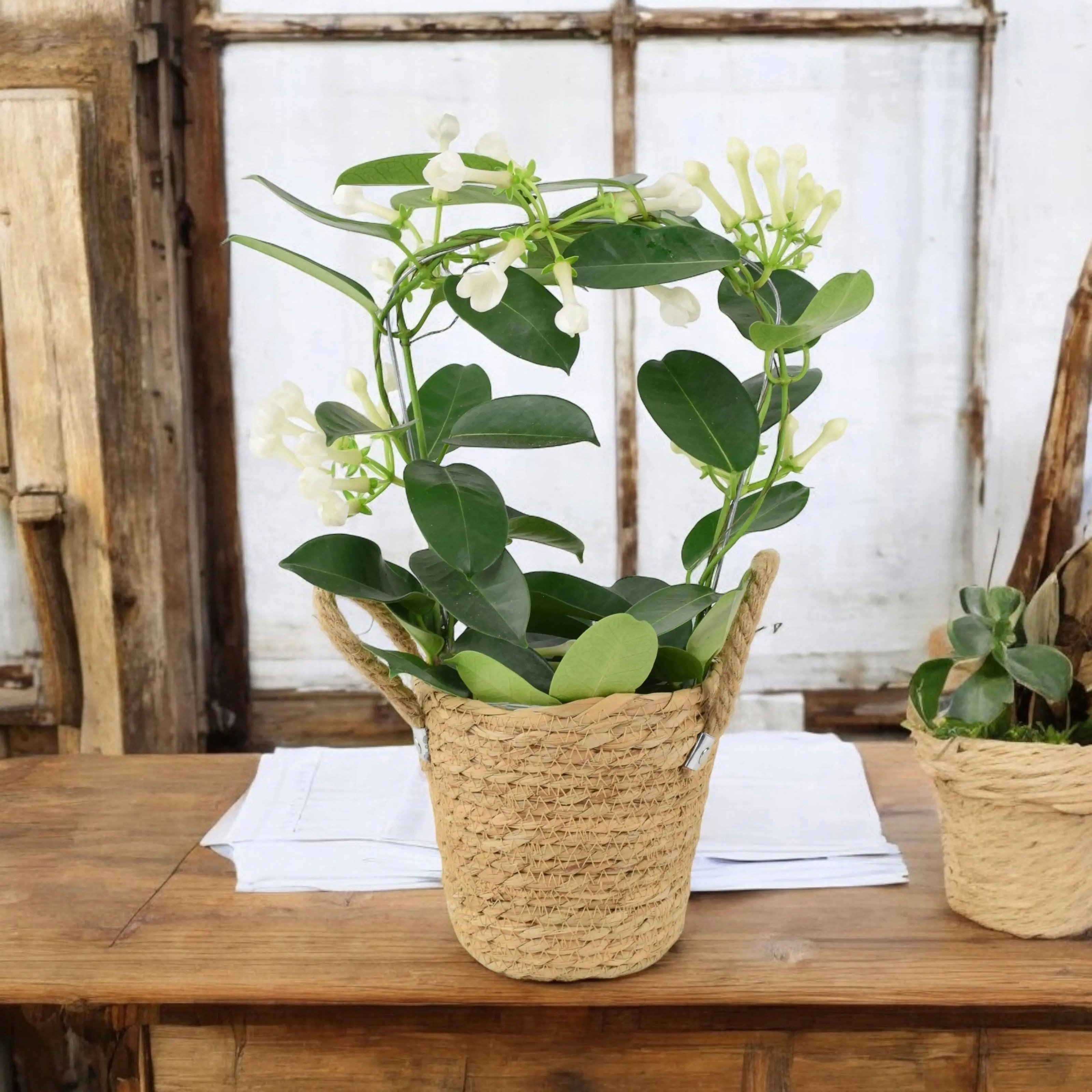 Plants By Post White Stephanotis Jasmine Hoop - Fragrant Indoor Flowering Plant - Basket Seagrass With Handles