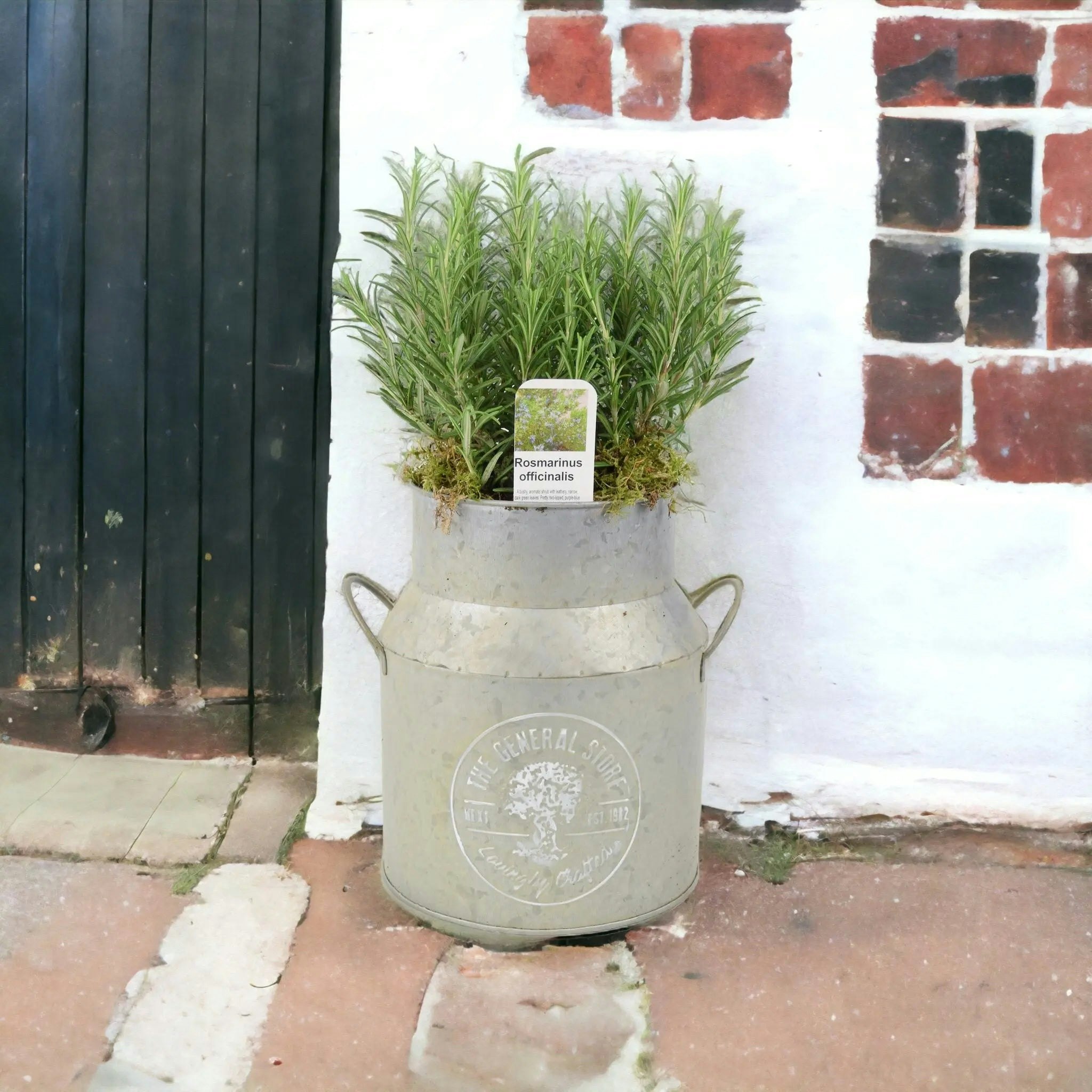 Plants By Post Silver/Grey Rosemary Milk Churn Planter - Rustic Garden Herb Pot