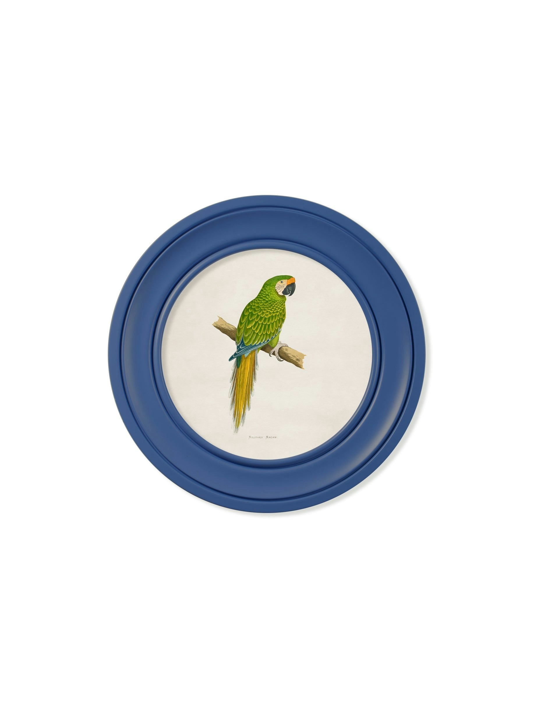 Rackhams Blue C.1884 Collection Of Macaws In Round Frames - 44 X 44Cm - Military Macaw