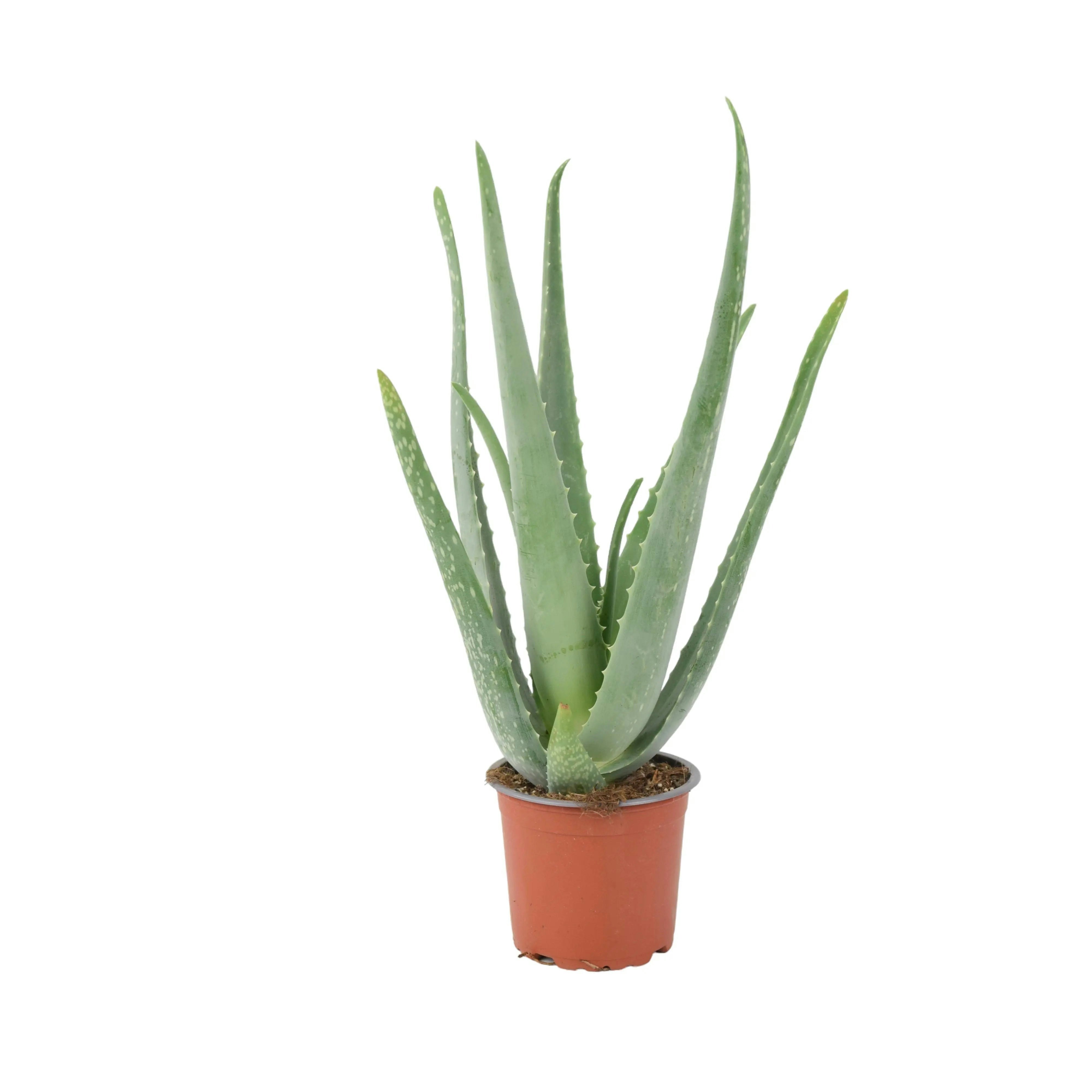 Plants By Post Aloe Vera Plant 12Cm Pot For Indoors - Medicinal Houseplant - No Container