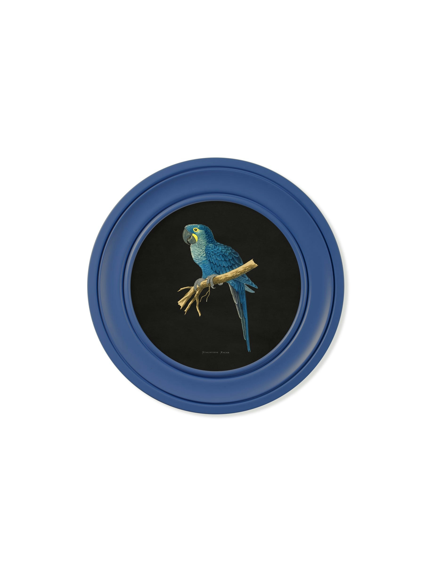 Rackhams Blue C.1884 Collection Of Macaws In Round Frames - 44 X 44Cm - Hyacinthe Macaw