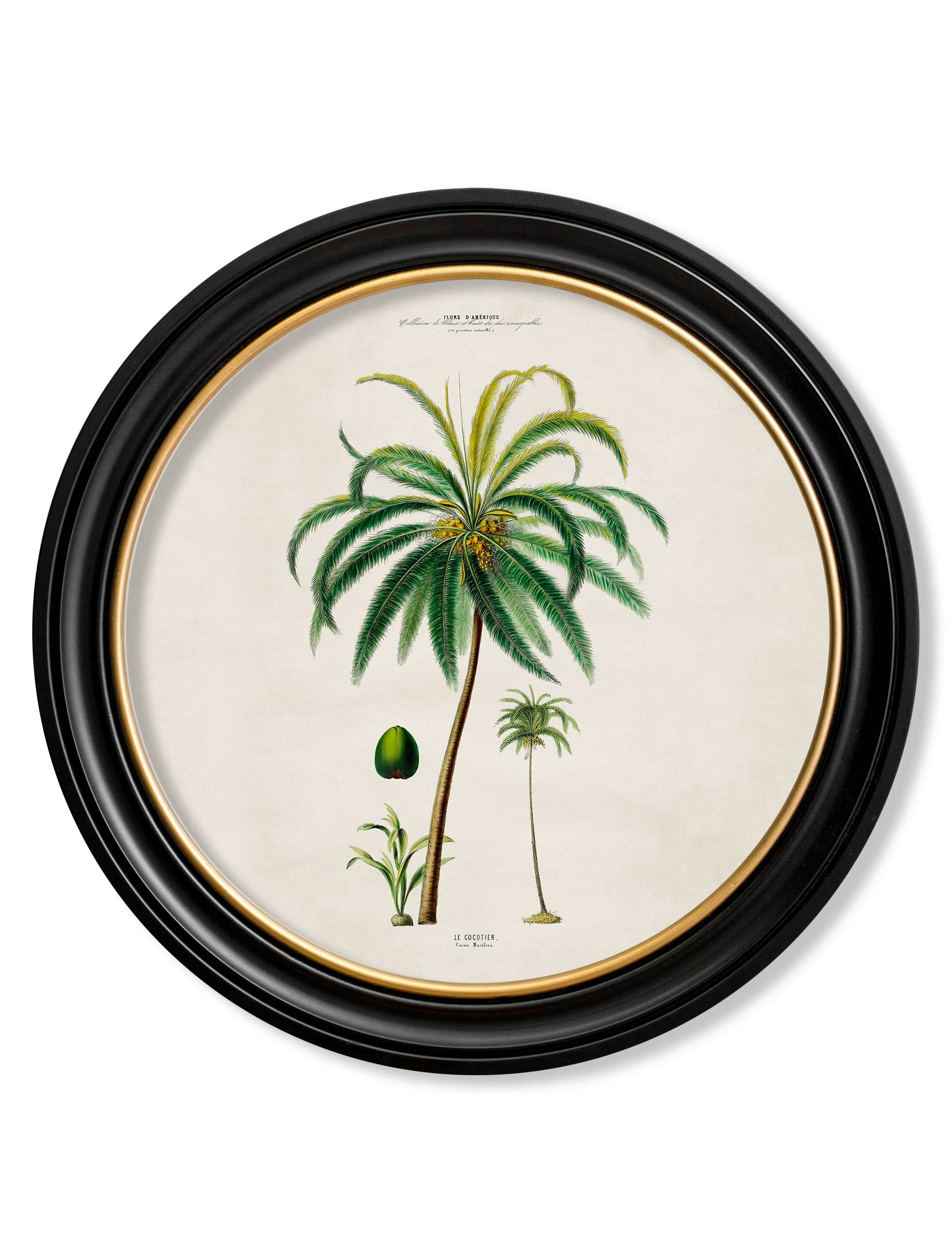 Rackhams Black C.1843 Studies Of South American Palm Trees In Round Frames - 70 X 70Cm - Coconut Palm
