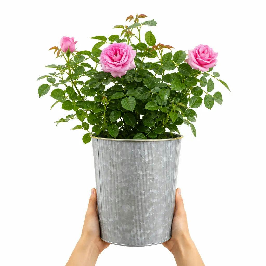 Plants By Post 3L Mum In A Million Pink Rose Bush C - Mum-In-A-Million-3L-Rose - Image 2