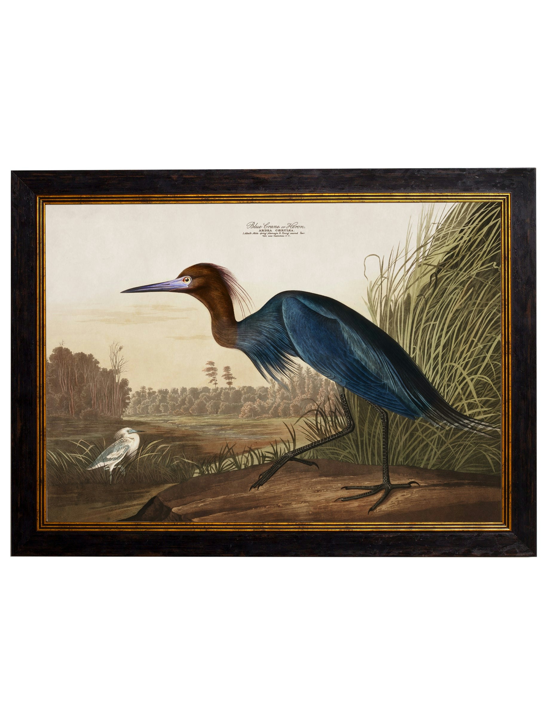 Rackhams Blue C.1838 Audubon's Herons - 70 X 95Cm - No Mount - Heron