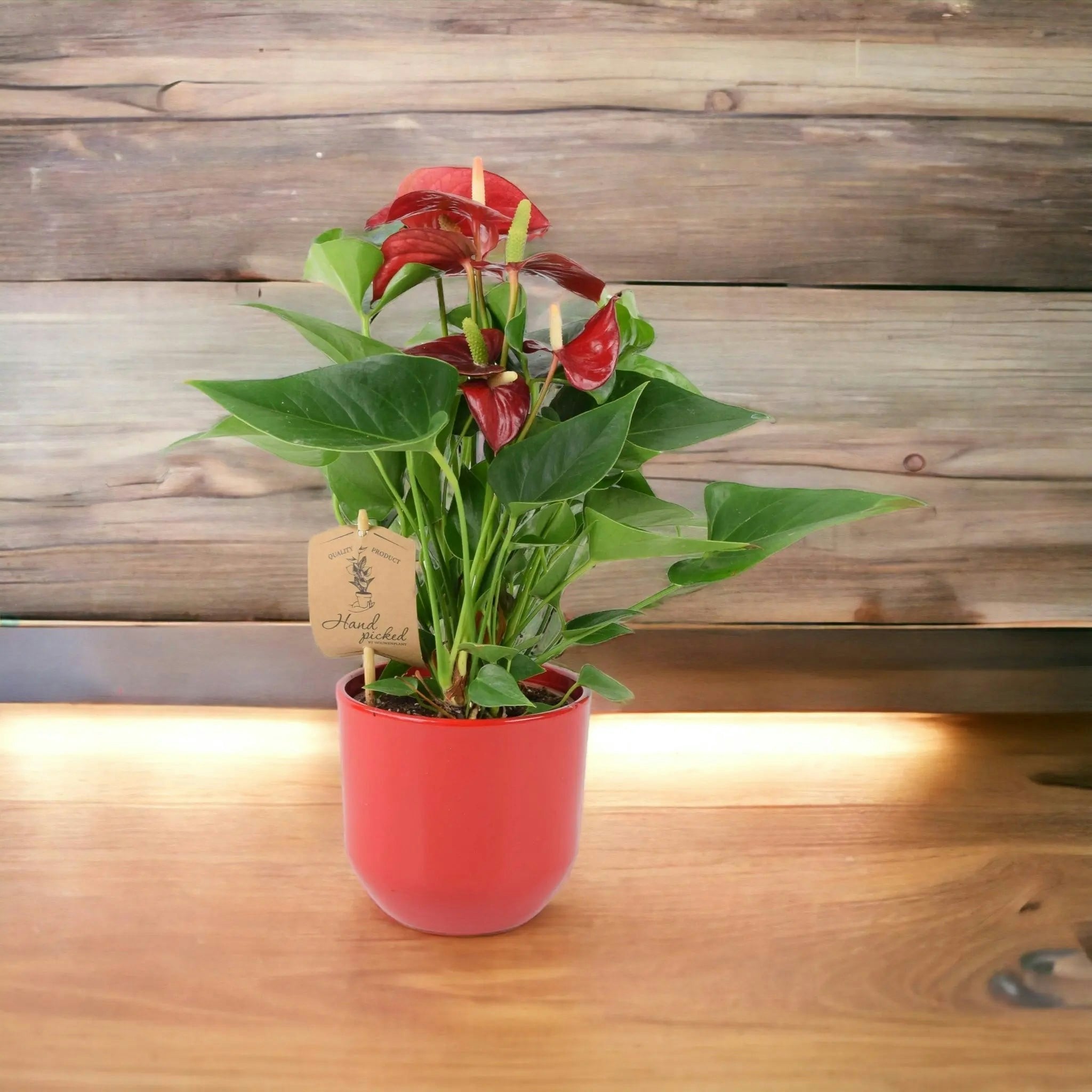 Plants By Post Red Anthurium Flamingo Flower - Tropical Houseplant In 12Cm Pot - Ceramic