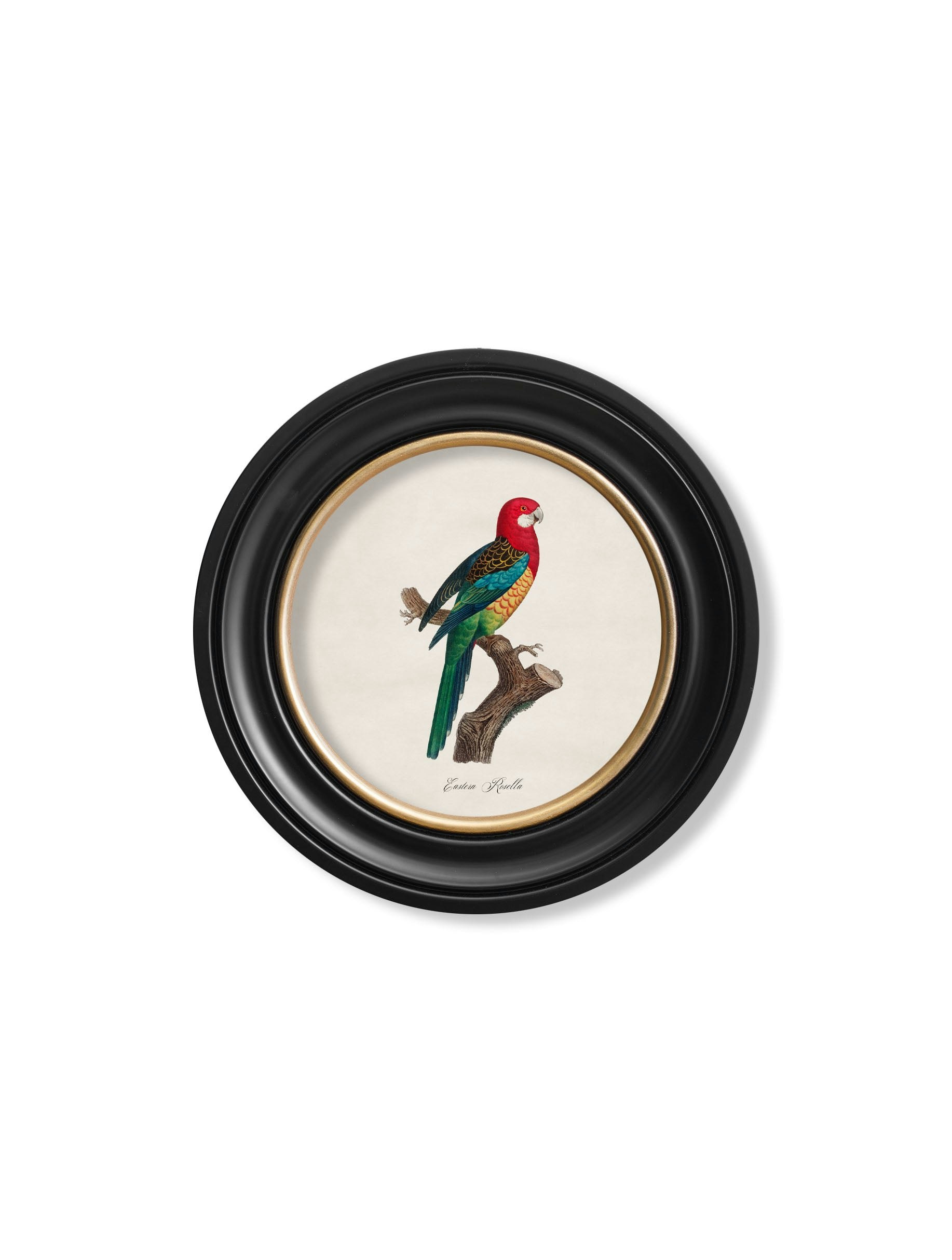 Rackhams Black C.1800's Collection Of Parrots In Round Frames 1 - 44 X 44Cm - Eastern Rosella