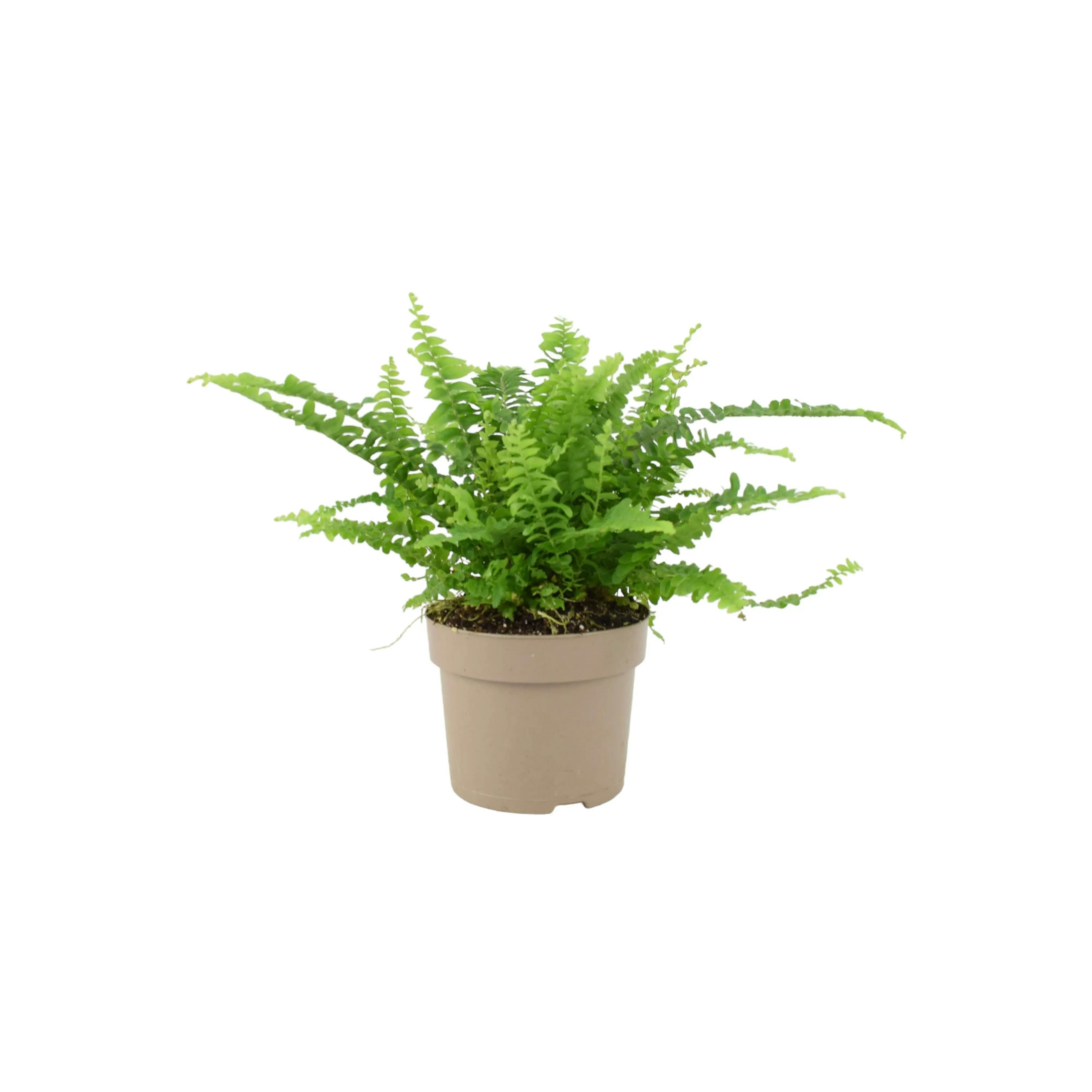 Plants By Post Green/White Boston Fern (Nephrolepis) In 12Cm Ceramic Pot – Air-Purifying Pet-Safe Houseplant - No Container