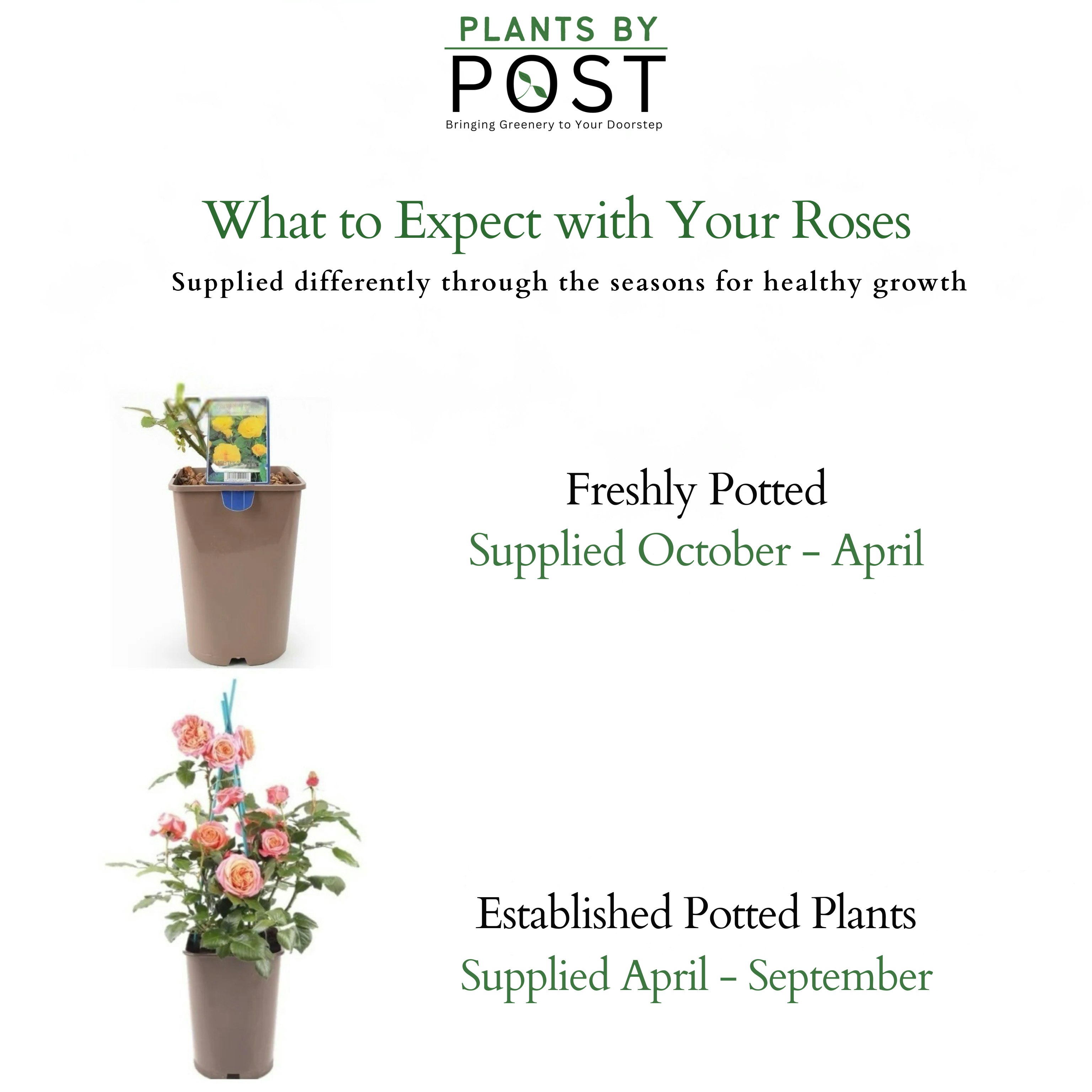 Plants By Post Gold/Golden Ivy (Hedera) Trailing 9Cm Pot - En Variegated Trailing House Plant - 3