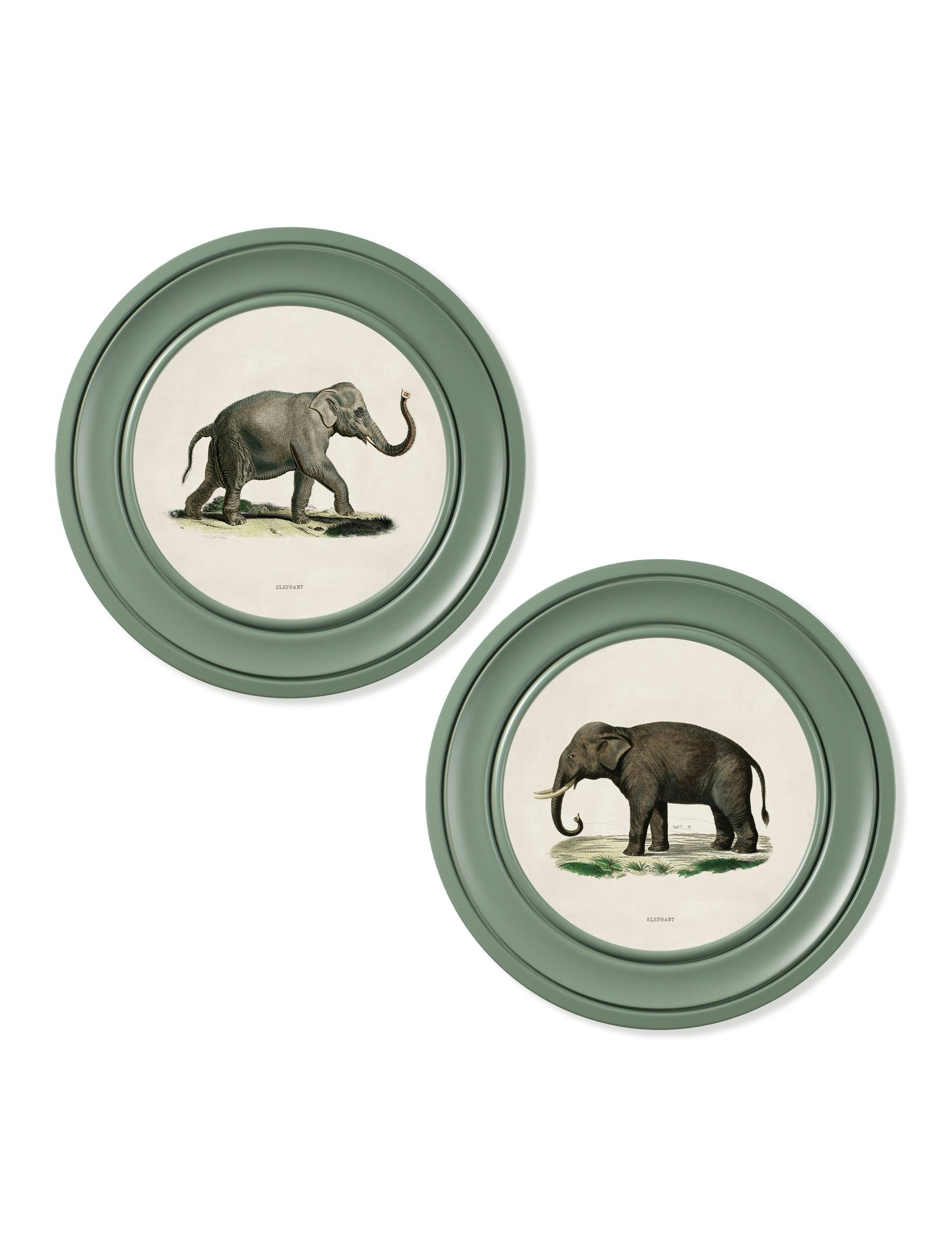 Exceptional Art Green C.1846 Elephants In Round Frame - 44 X 44Cm - Collection Of 2