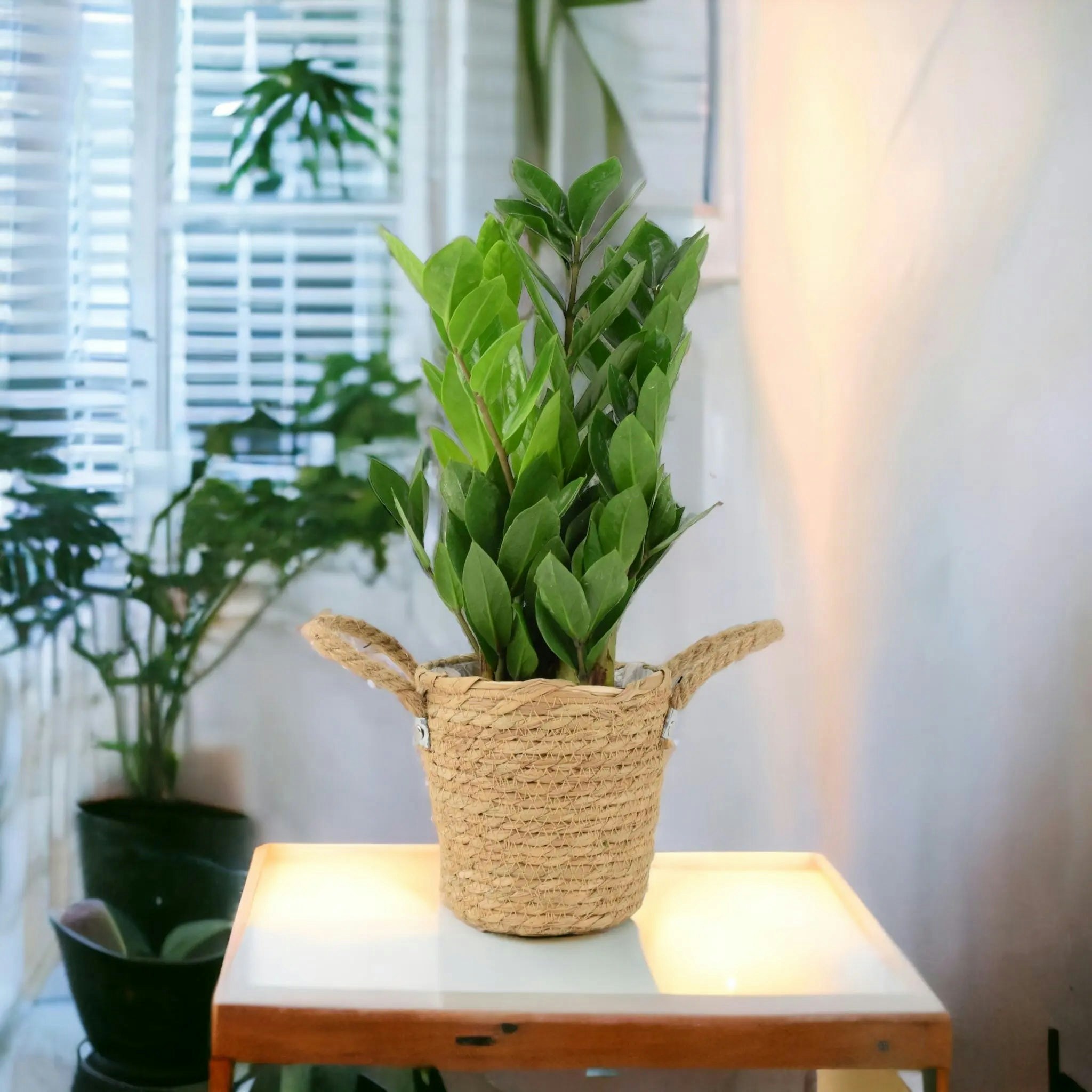 Plants By Post Dark/Green/Light Zamioculcas Zanzibar Gem In 12Cm Pot - Ultra Tough Air Purifying Houseplant - Basket Seagrass With Handles