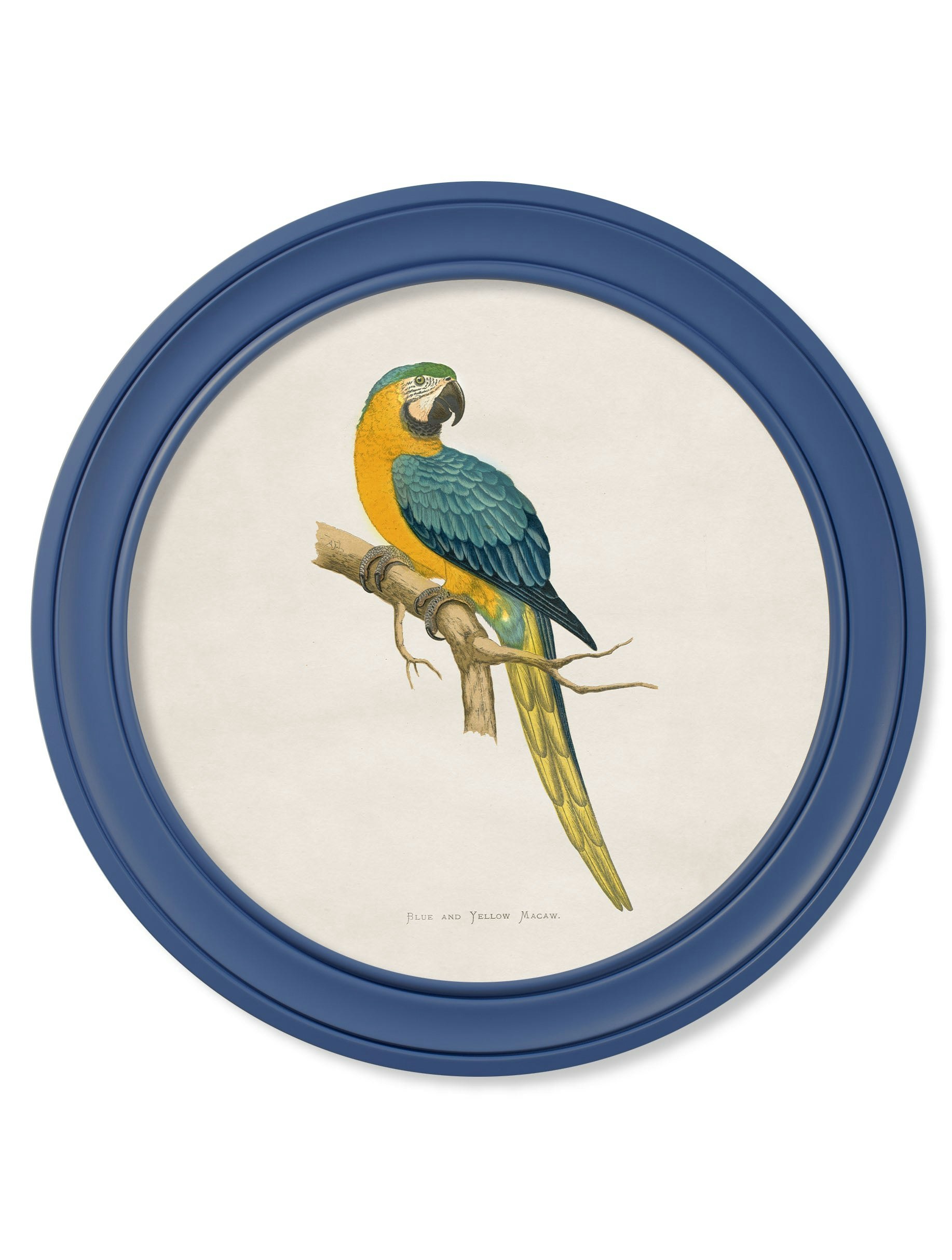 Rackhams Blue C.1884 Collection Of Macaws In Round Frames - 70 X 70Cm - And Yellow Macaw