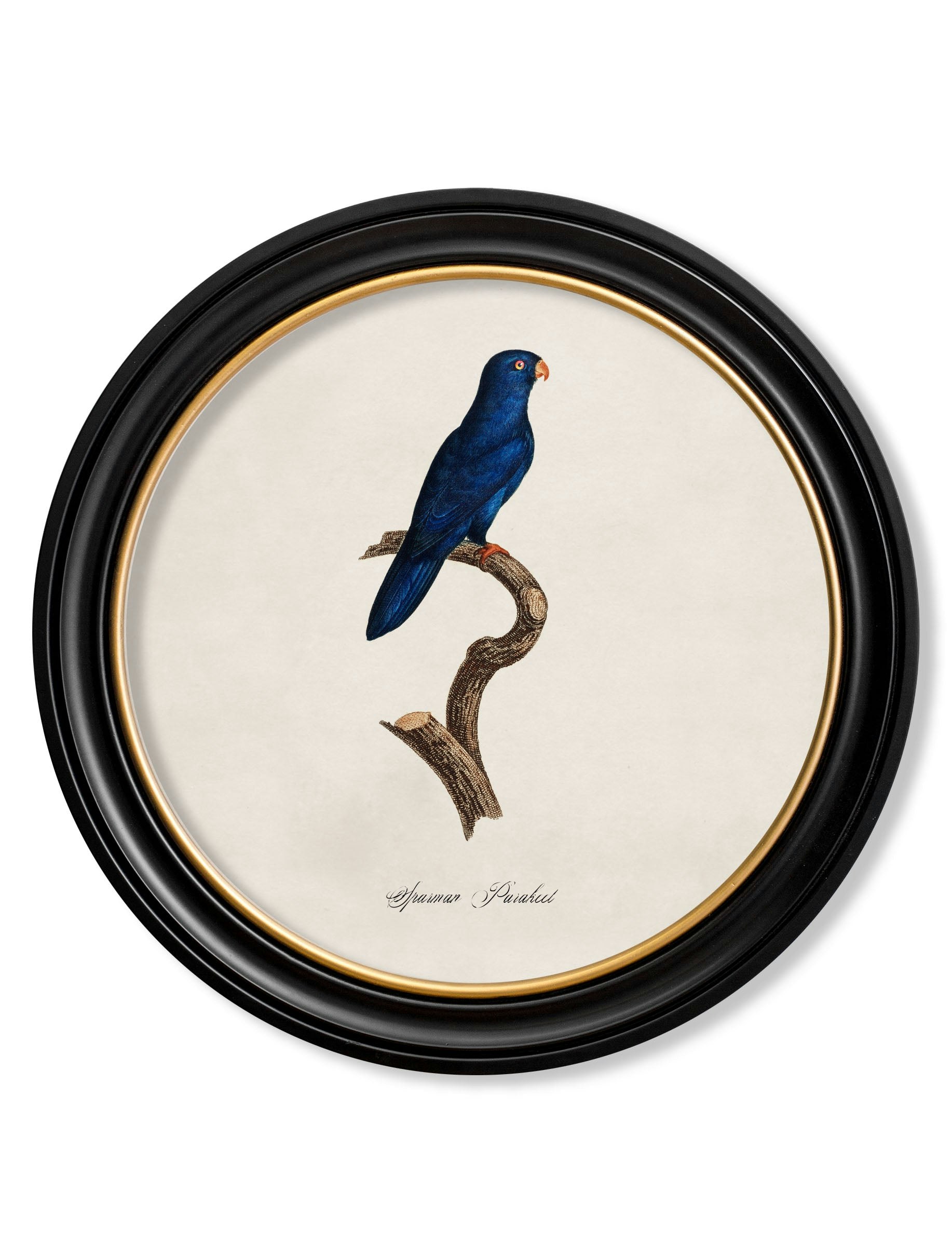 Rackhams Black C.1800's Collection Of Parrots In Round Frames 1 - 70 X 70Cm - Sparman Parakeet