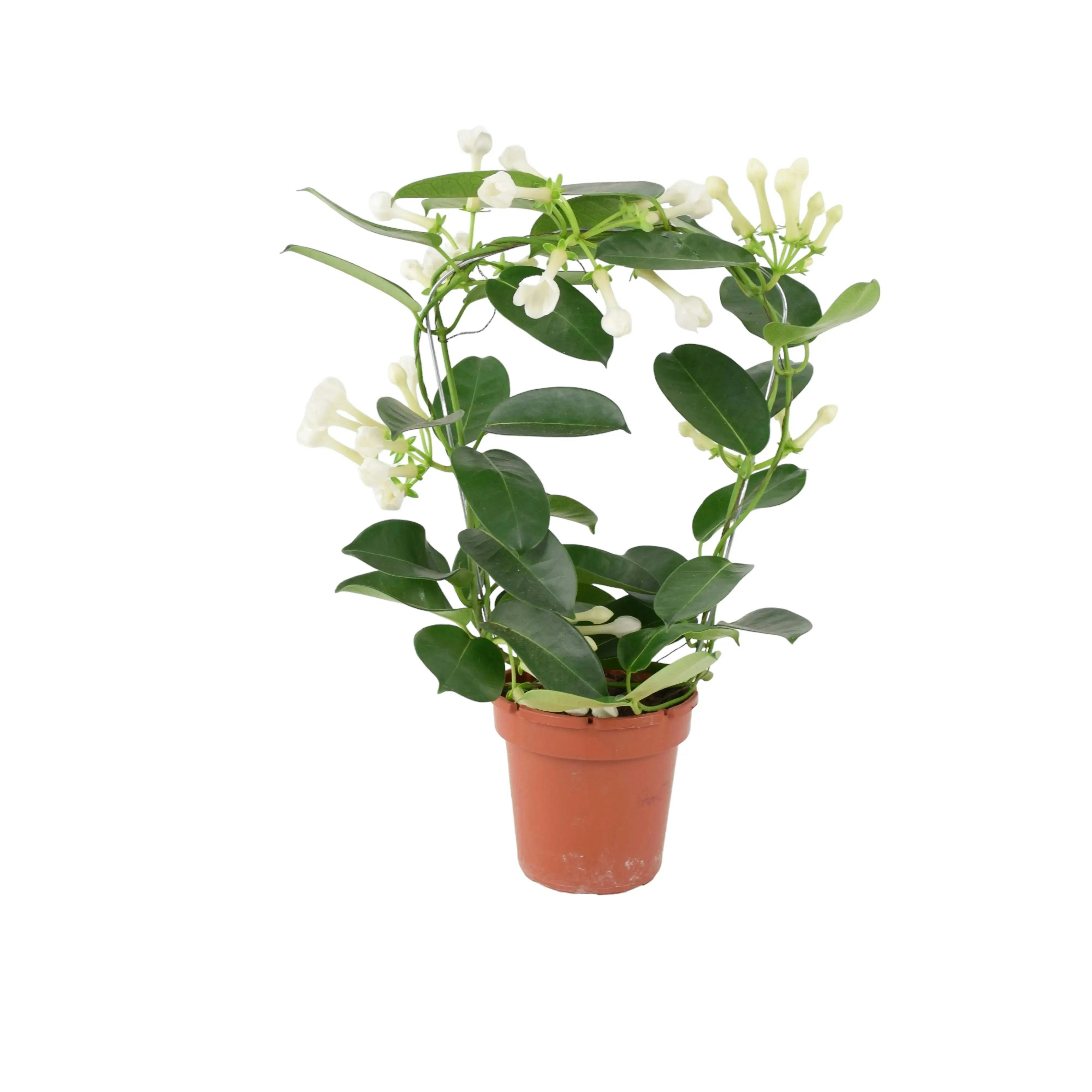 Plants By Post White Stephanotis Jasmine Hoop - Fragrant Indoor Flowering Plant - No Container