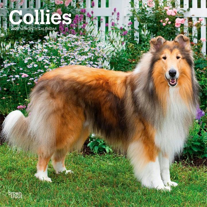 Collies 2027 Square Flap by Browntrout (Calendar) - Image 7