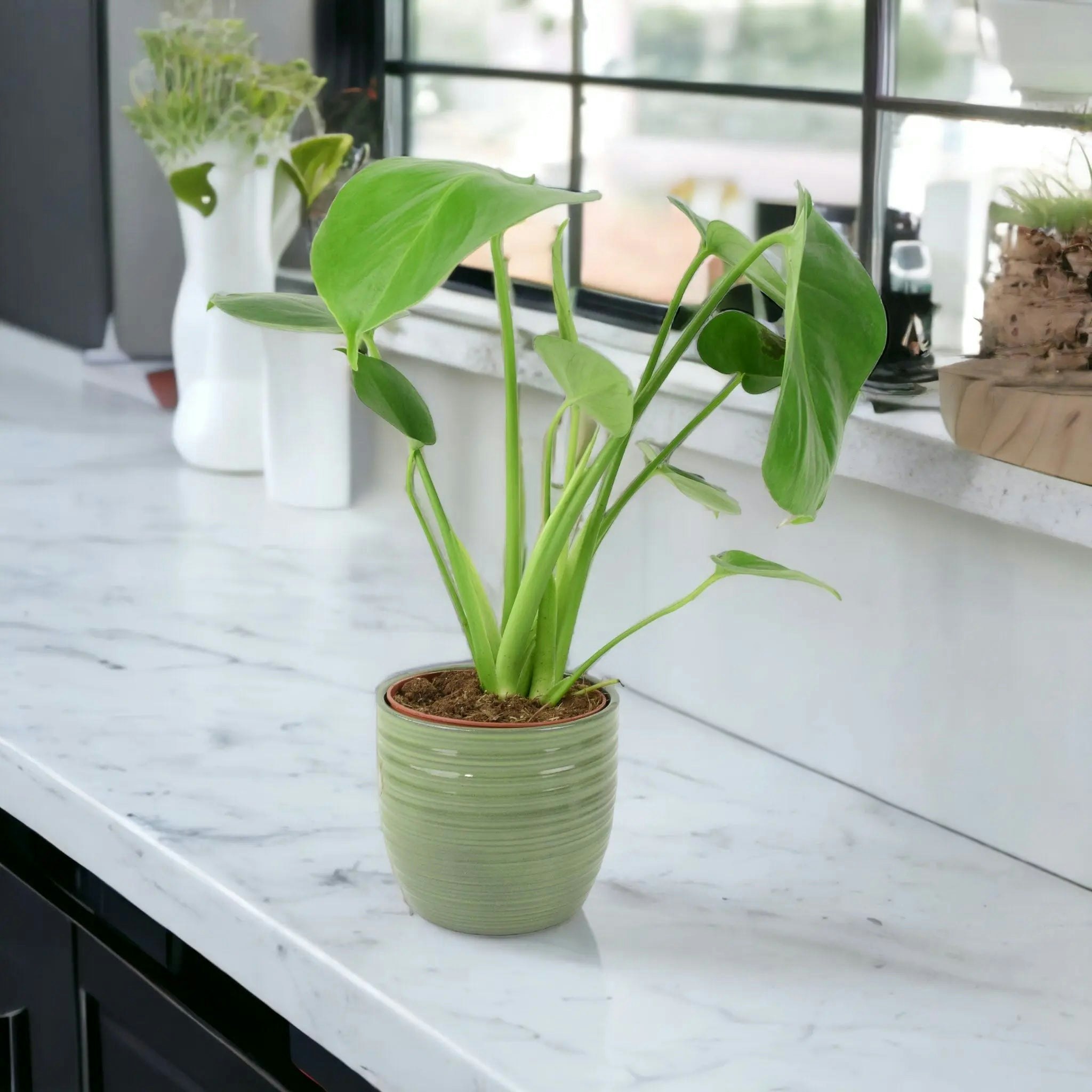 Plants By Post Green Monstera Deliciosa Swiss Cheese Plant In 12Cm Pot Easy Care Indoor Plant - Ceramic Ripple