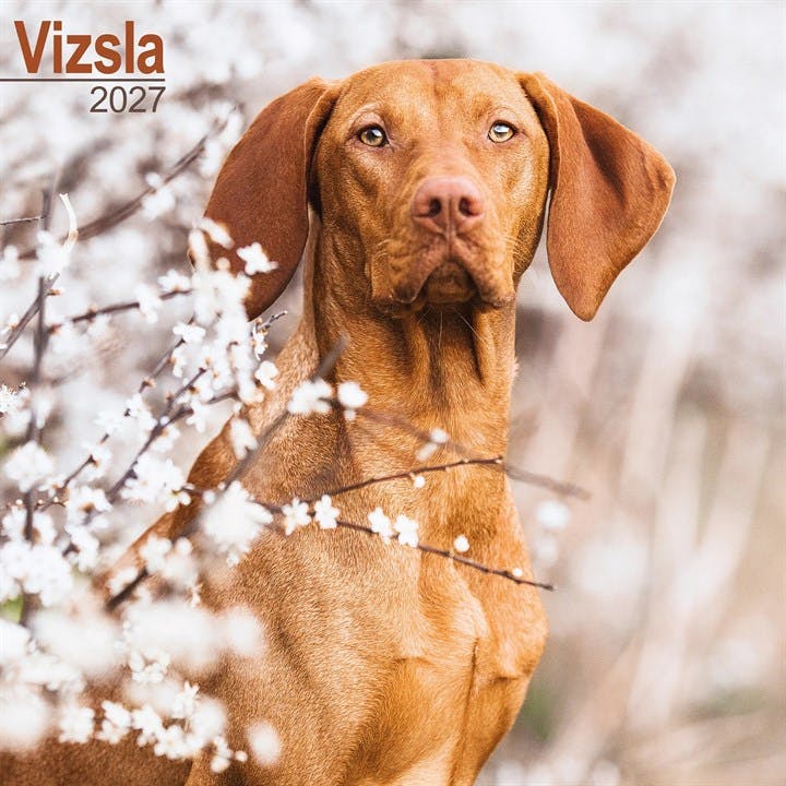 Vizsla Calendar 2027, Wall Calendars, Month To View, Dogs, Gift - Image 7