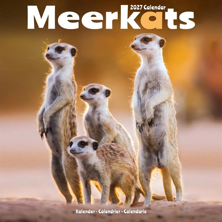 Rackhams Meerkats Calendar 2027, Wall Calendars, Month To View, Animals, Gift - Image 8