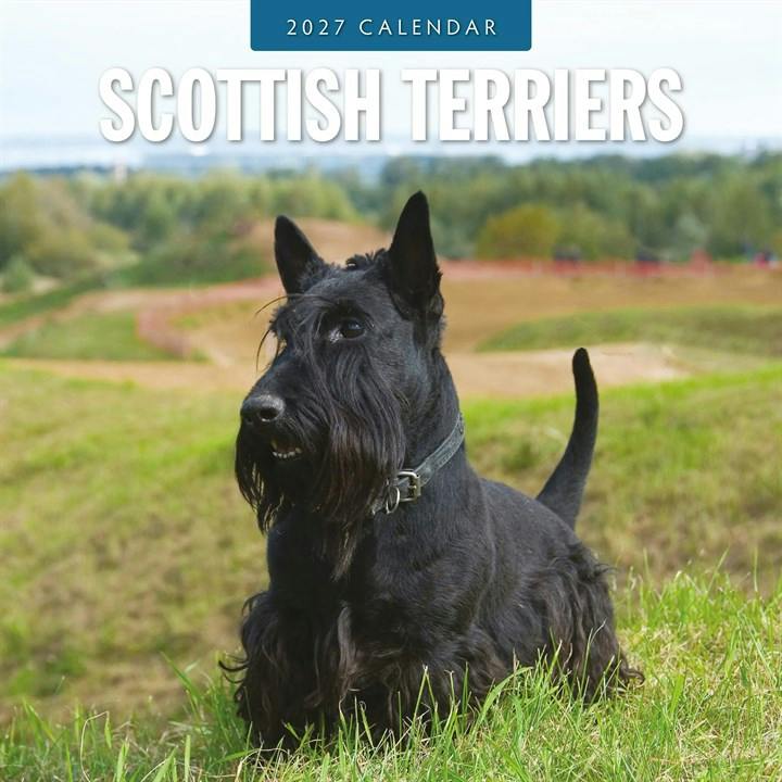 Rackhams Scottish Terriers Calendar 2027, Wall Calendars, Month To View, Dogs, Gift - Image 4