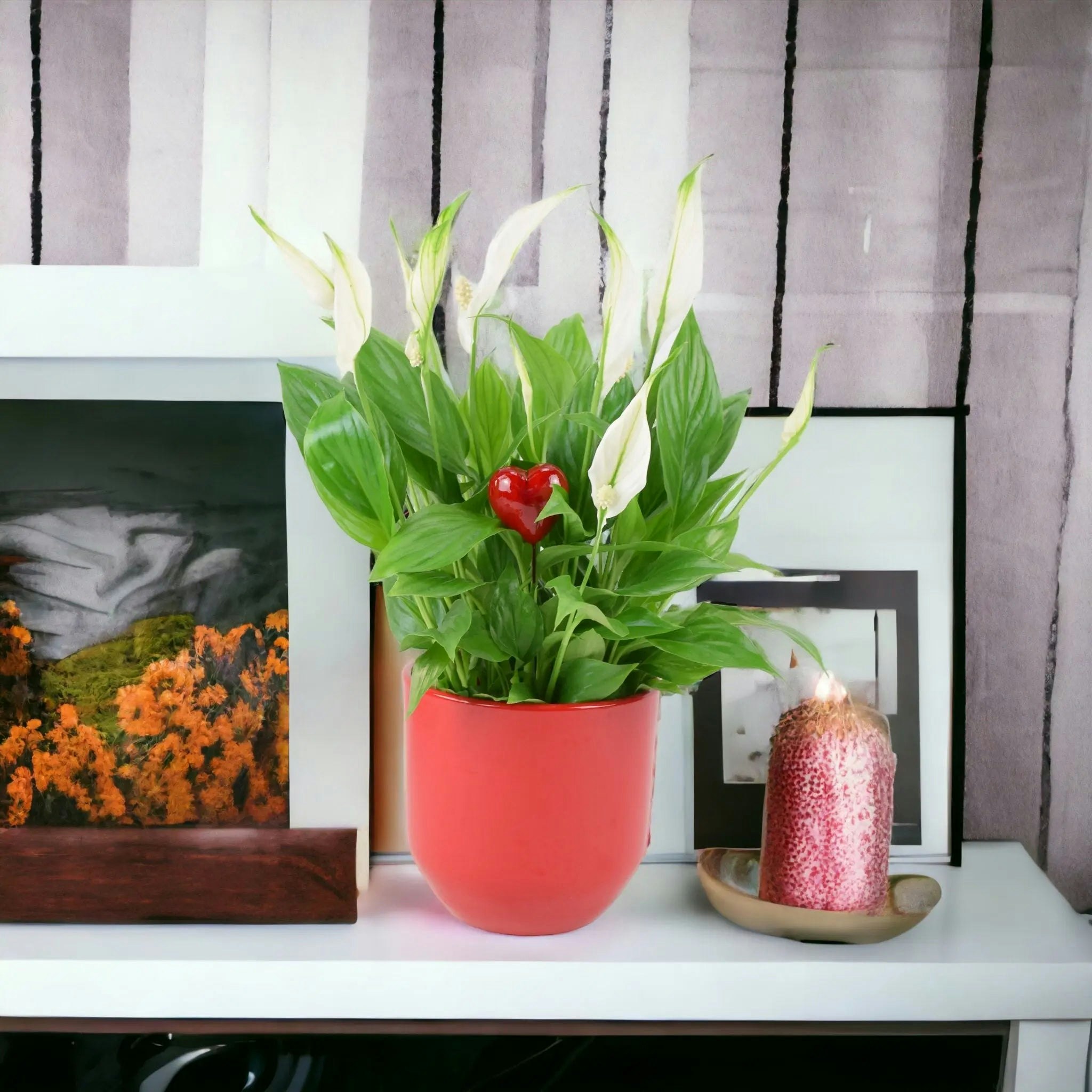 Plants By Post White/Red Peace Lily Plant 12Cm - Air Purifying Houseplant Elegant Indoor Plant With Flowers - Ceramic With Heart Pick