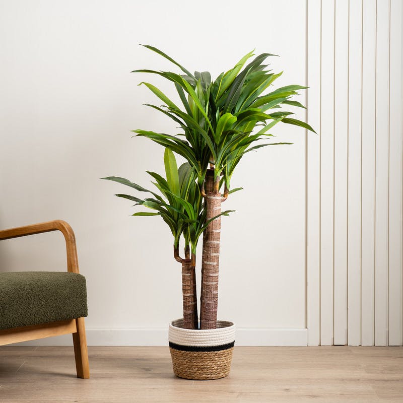 Scottish Everlastings Black 120Cm Triple Stem Yucca