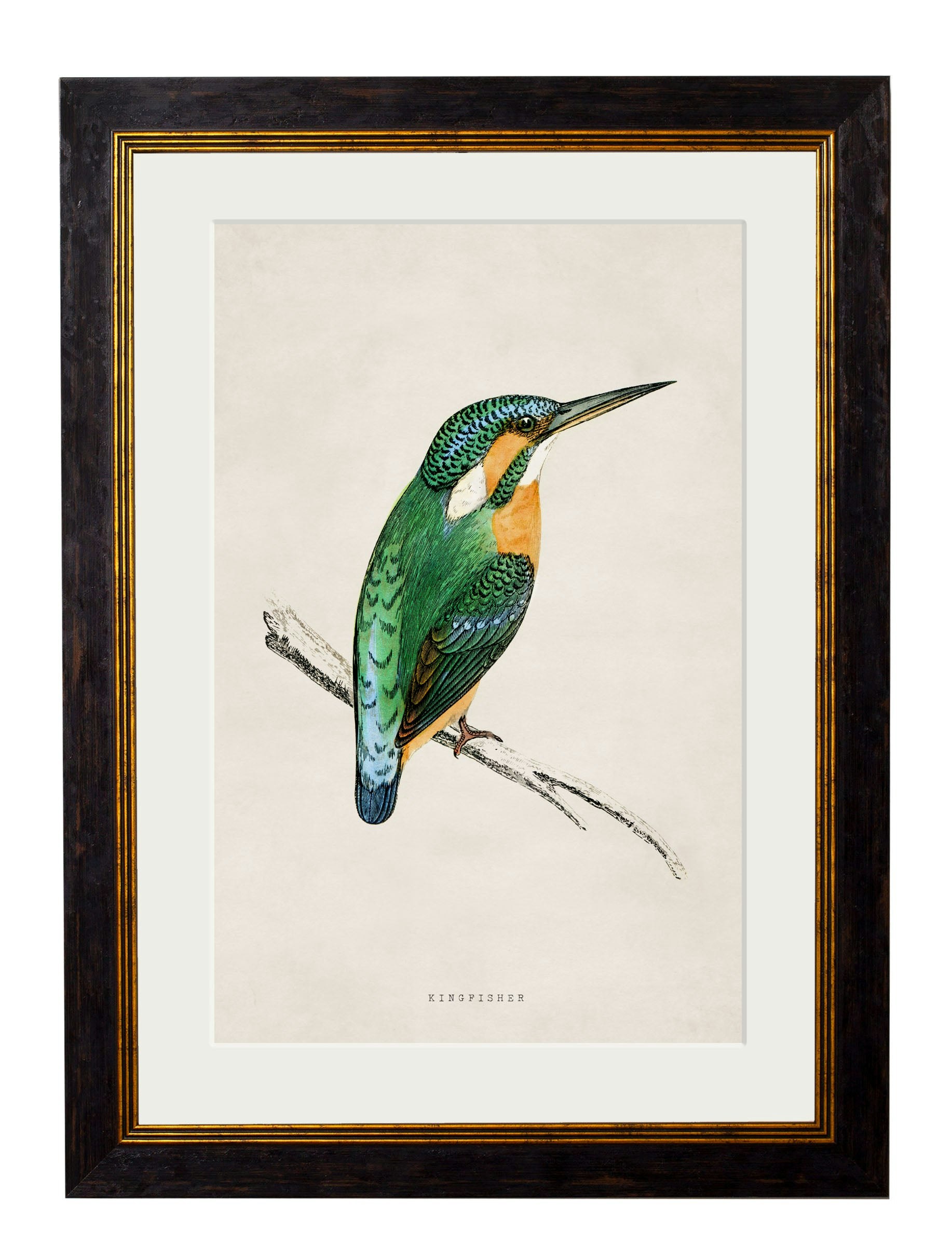 Exceptional Art Black C.1870 Kingfisher & Bee Eater - 38 X 50Cm - Kingfisher