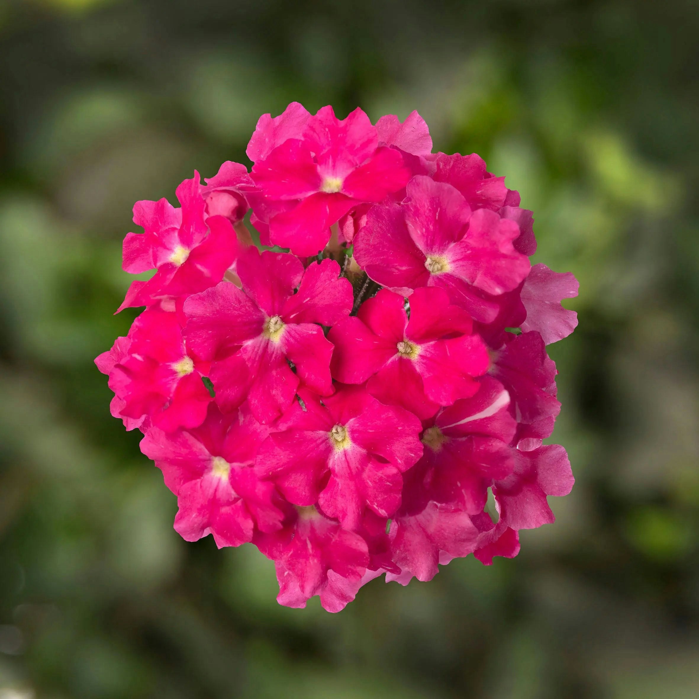 Plants By Post Pink Verbena Lanai Deep Uk Grown - 3 X 9Cm Recyclable Pots