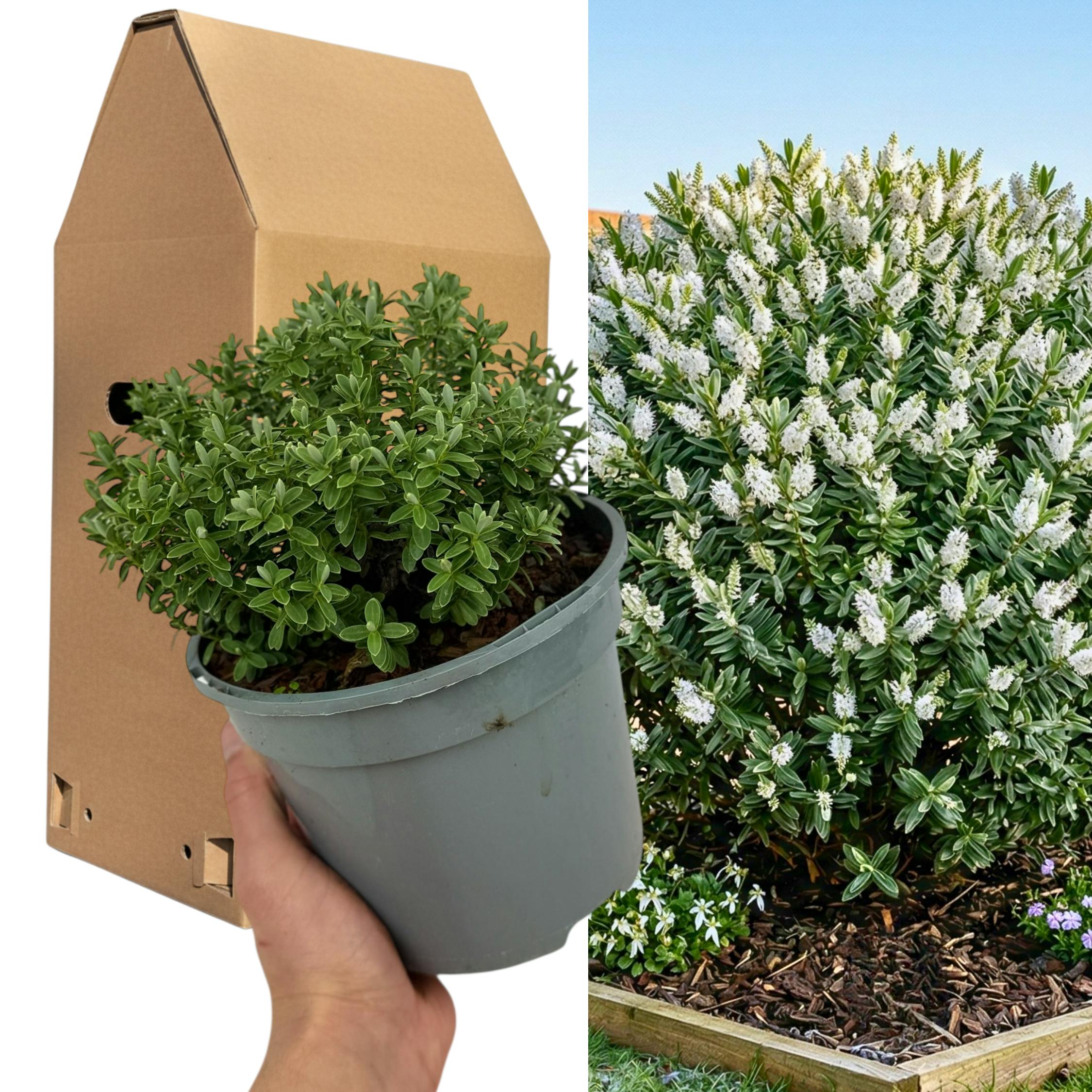 White Hebe Sutherlandii Compact Evergreen Shrub Flowering Plant 2L Pot